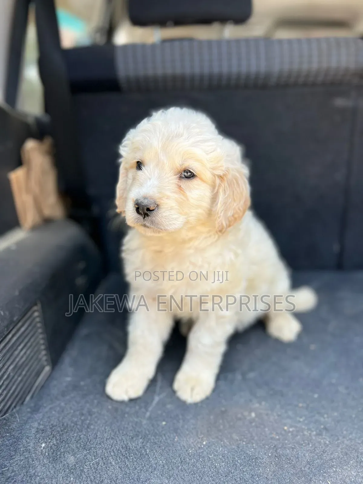 1-3 months Male Purebred Golden Retriever