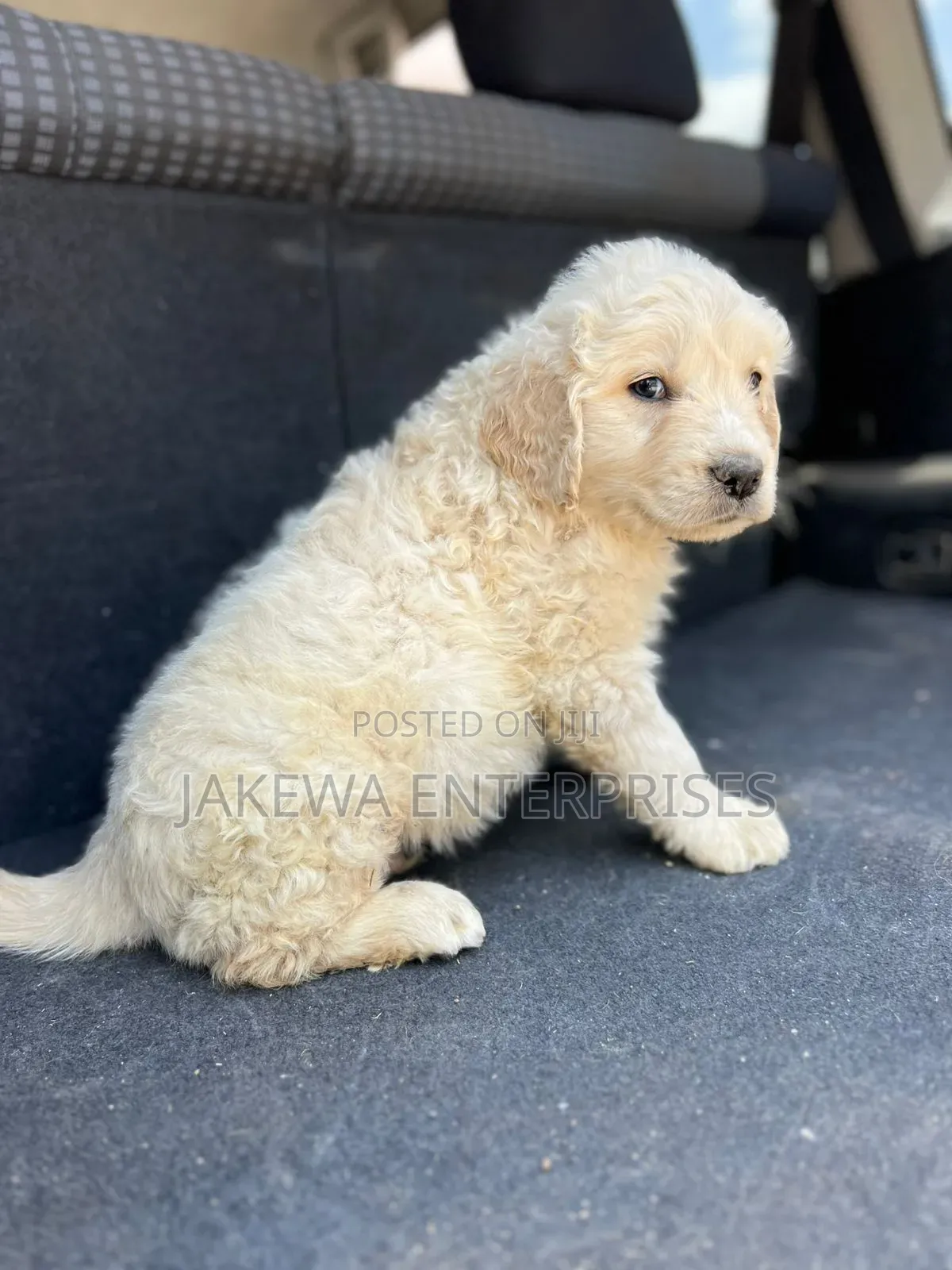 1-3 months Female Purebred Golden Retriever