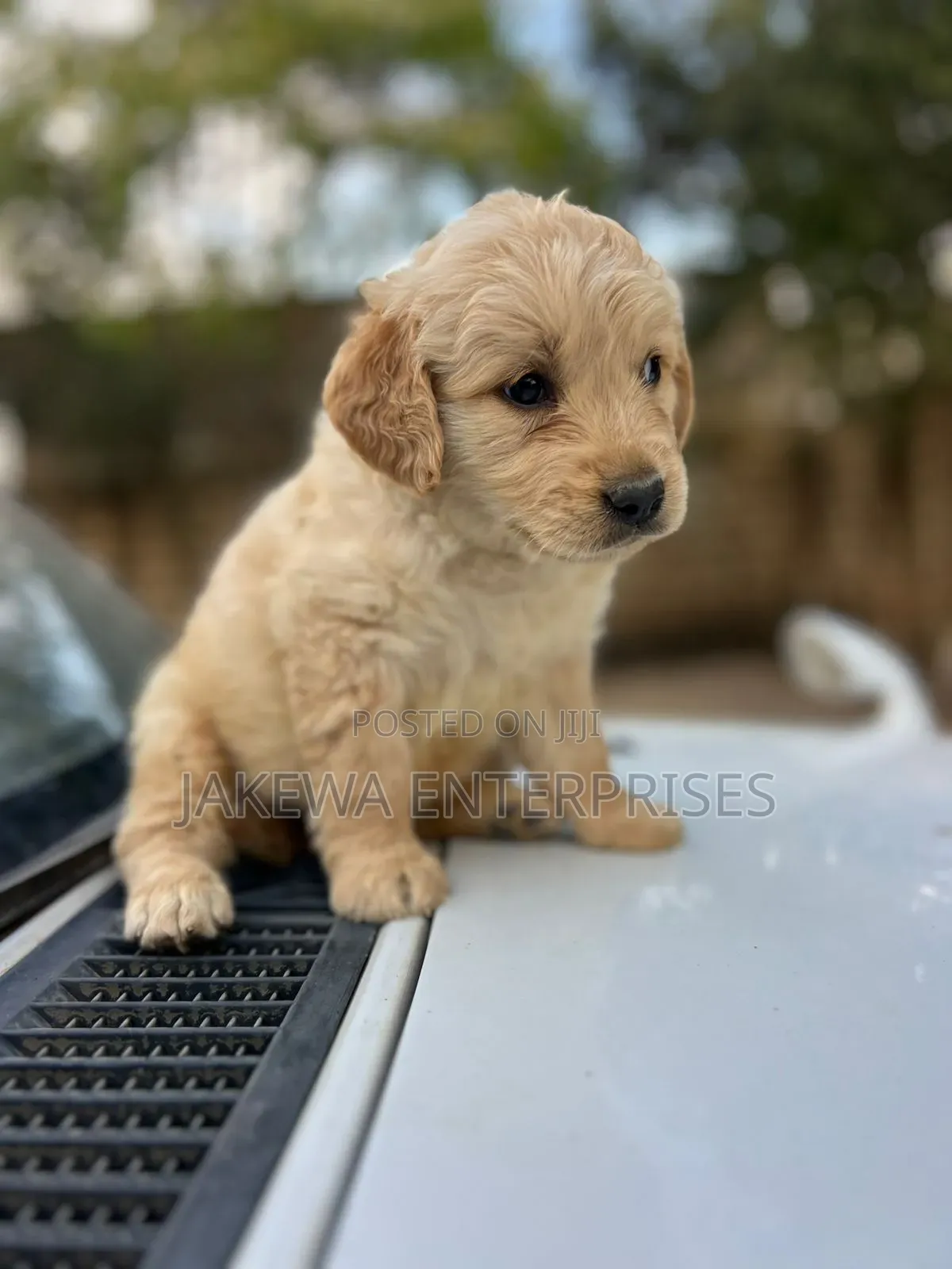 1-3 months Female Purebred Golden Retriever