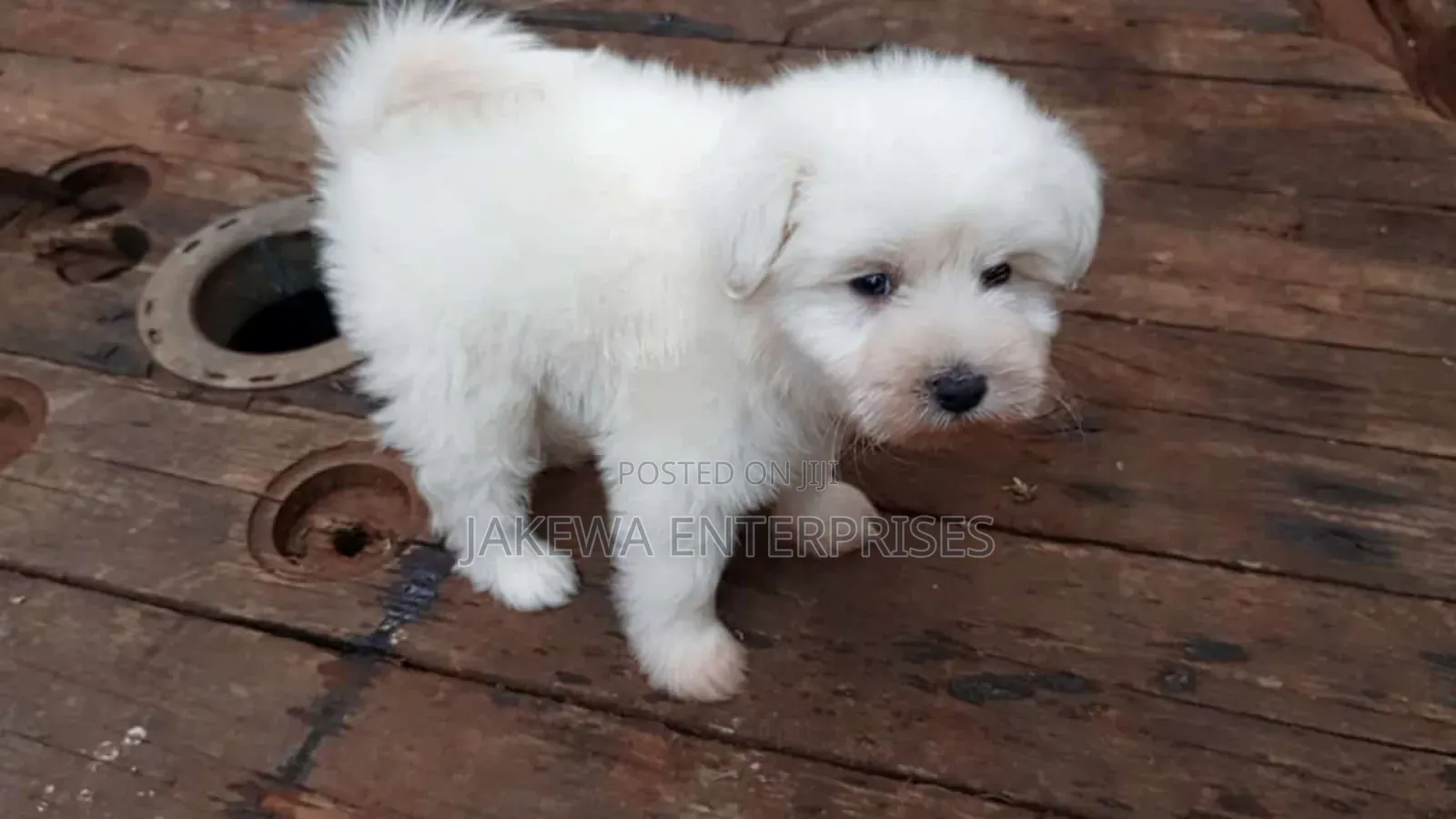 1-3 months Female Purebred Havanese