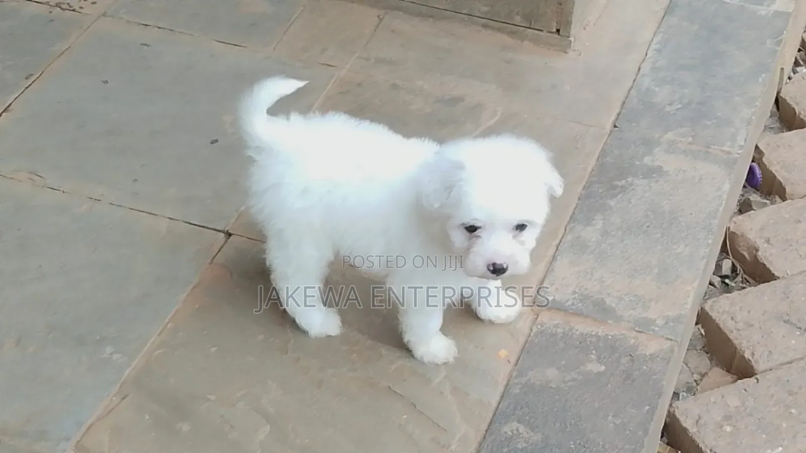 1-3 months Male Purebred Havanese