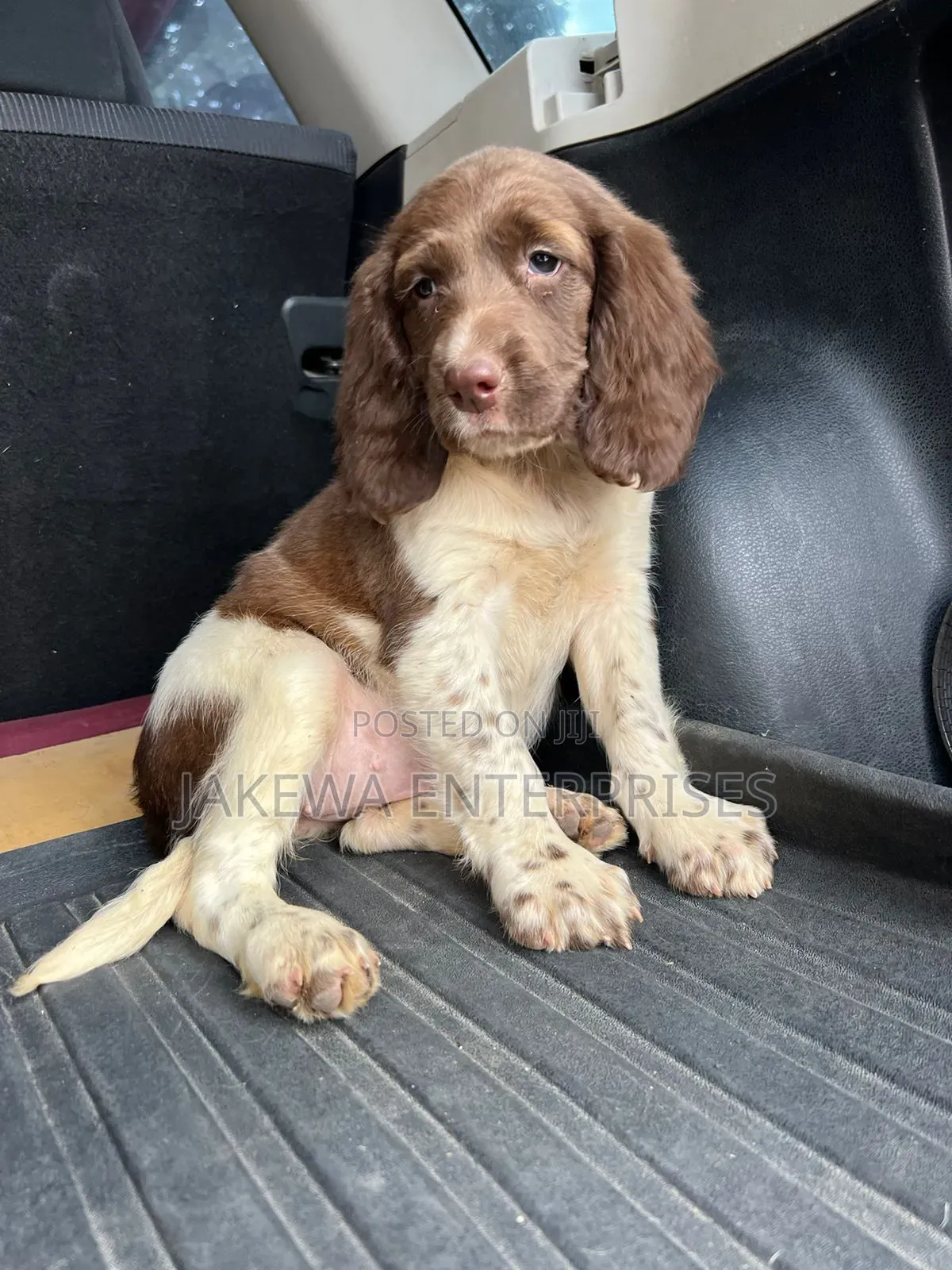1-3 months Male Purebred English Springer Spaniel