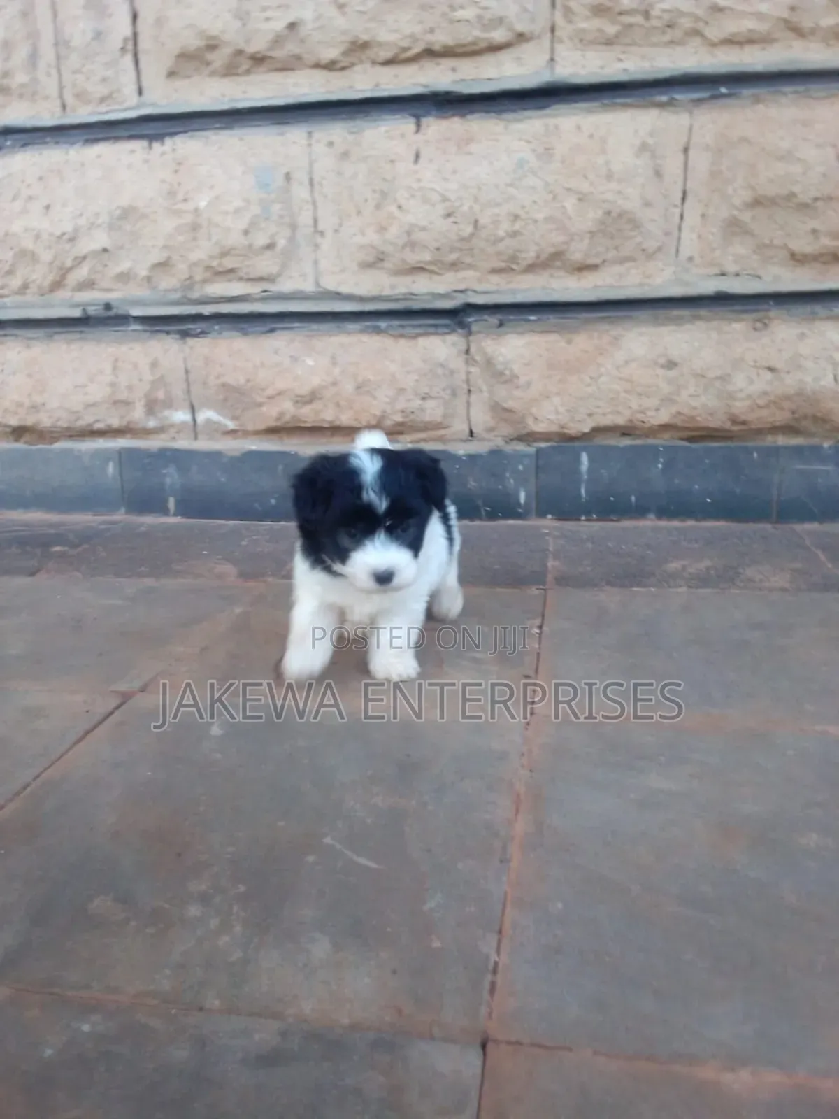 1-3 months Male Purebred Havanese
