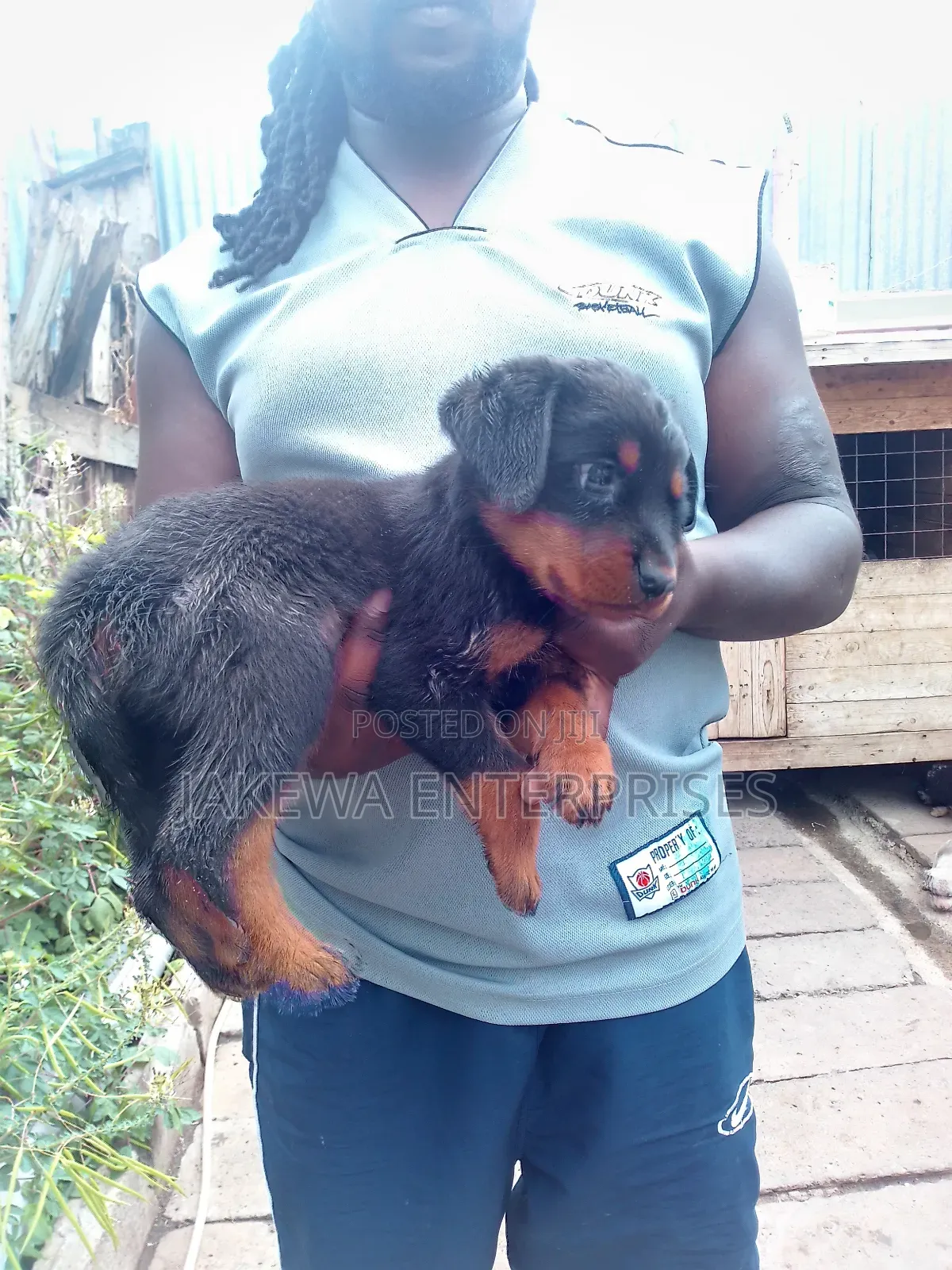 1-3 months Female Purebred Rottweiler