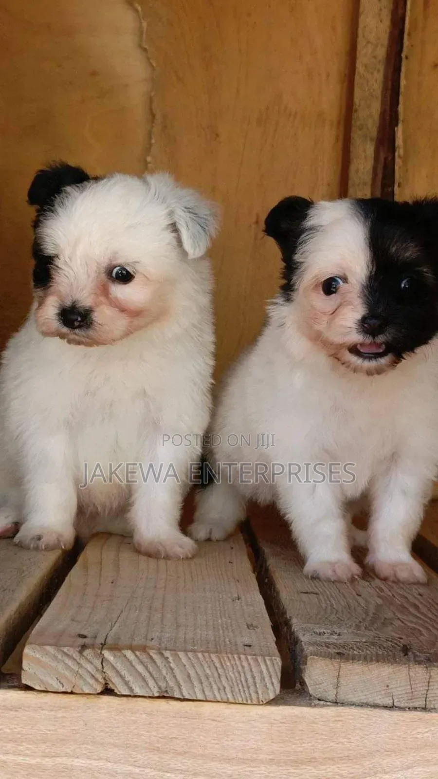 1-3 months Male Purebred Havanese