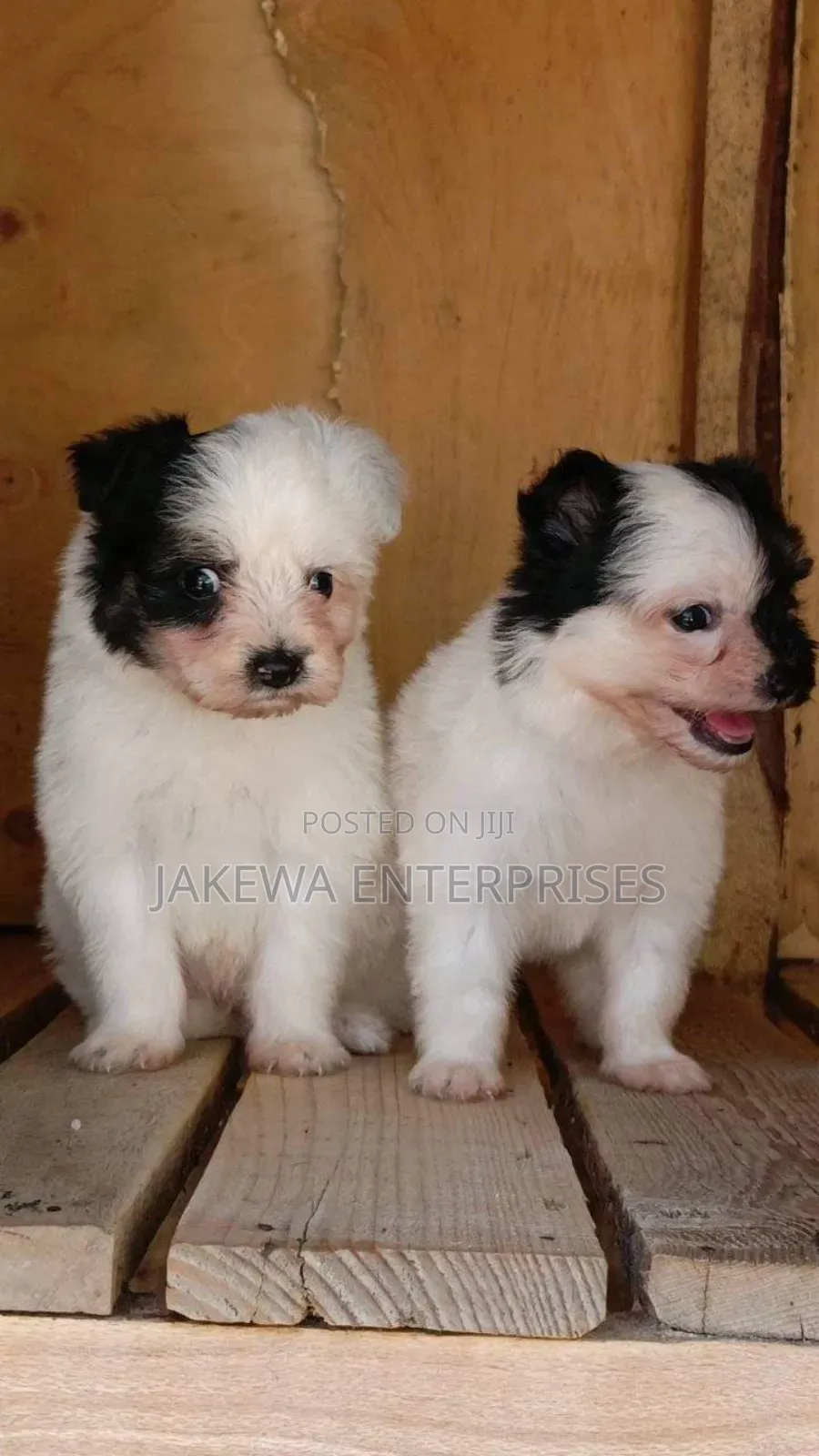 1-3 months Male Purebred Havanese