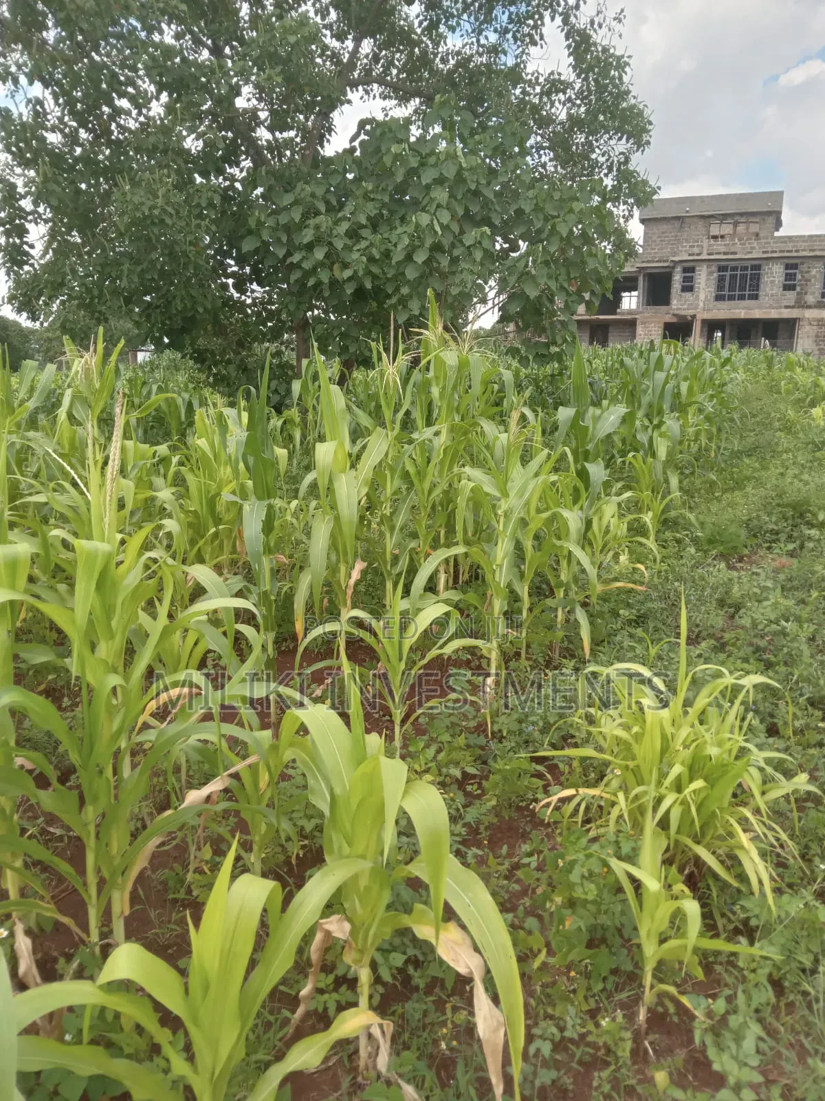 Quarter an Acre on Sale at Thika Greens Estate