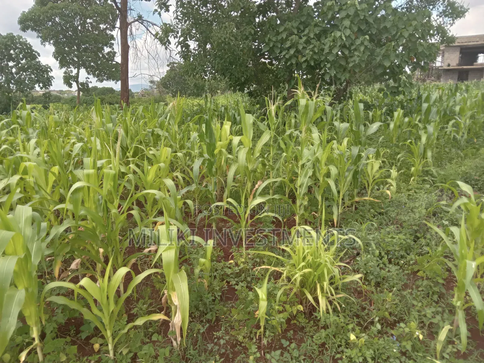 Quarter an Acre on Sale at Thika Greens Estate