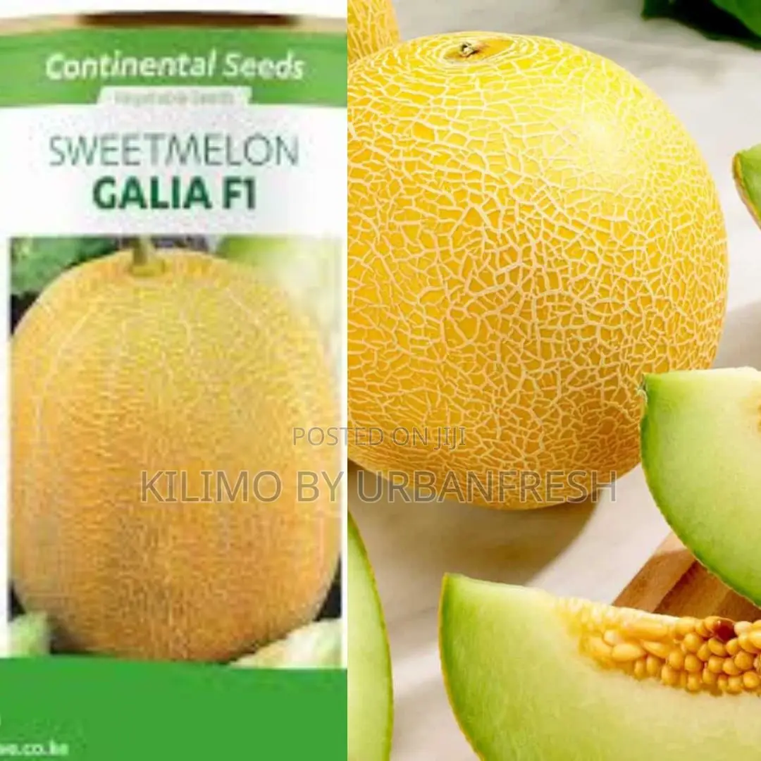 Sweet Melon Galia F1 Seeds 10g
