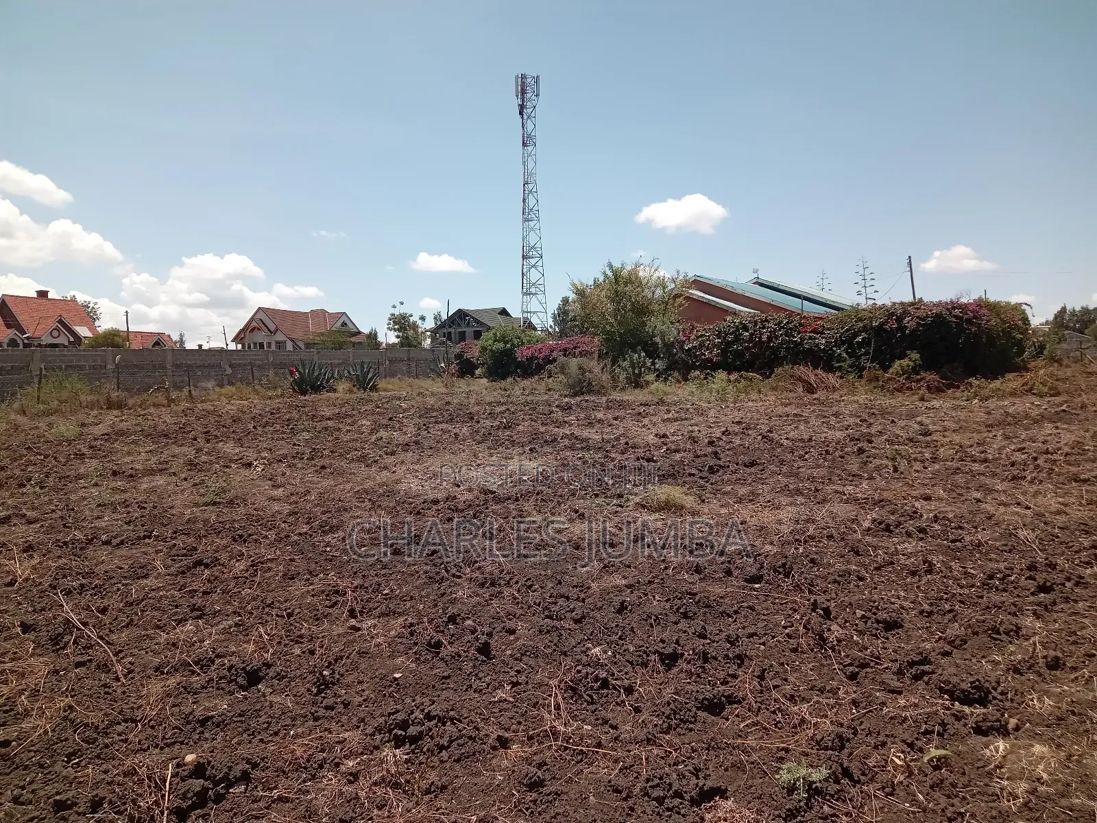 100*100 Plot in New Valley.
