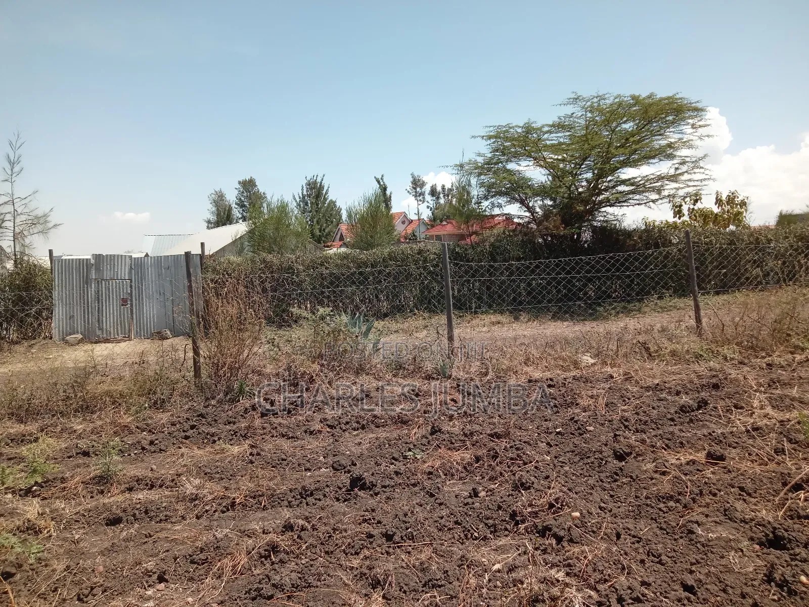 100*100 Plot in New Valley.