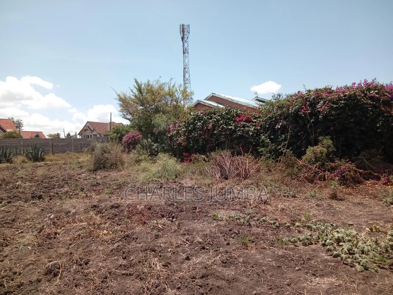 100*100 Plot in New Valley.