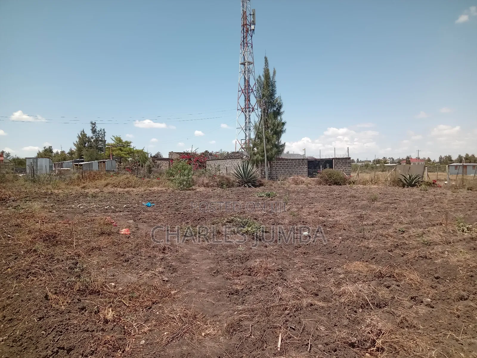 100*100 Plot in New Valley.