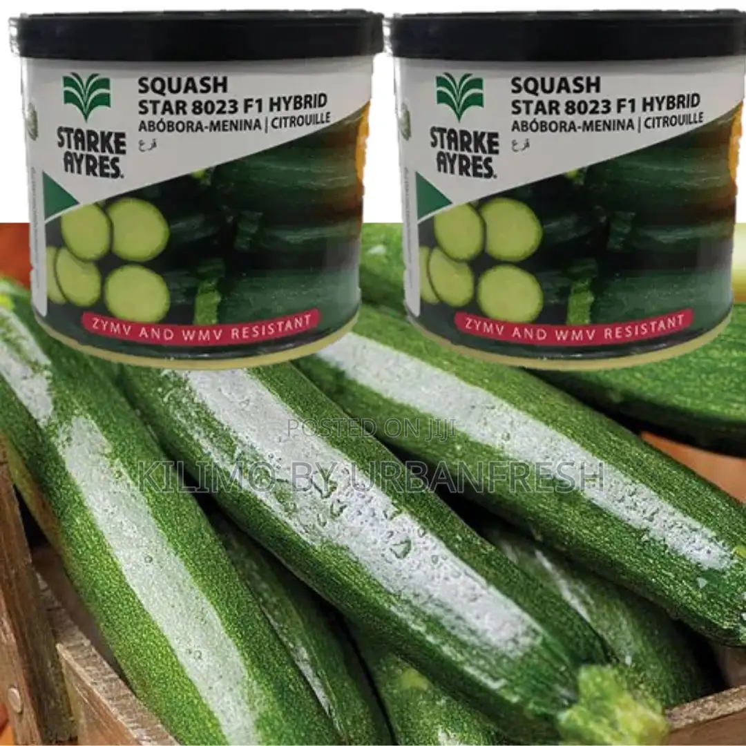 Courgette Star 8021 Seeds 100g