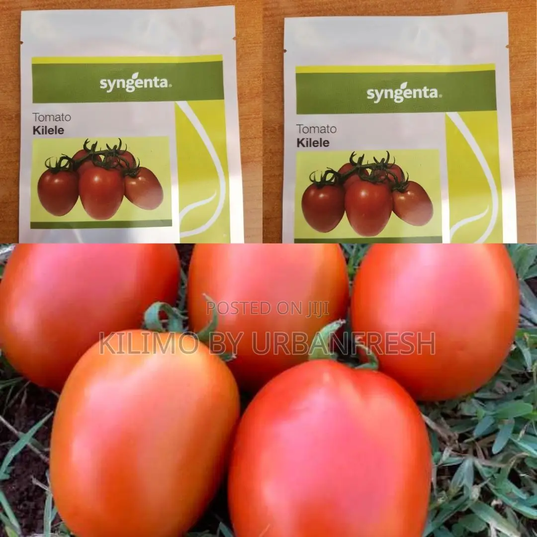 Kilele F1 Tomato Seeds (1000 Seeds)