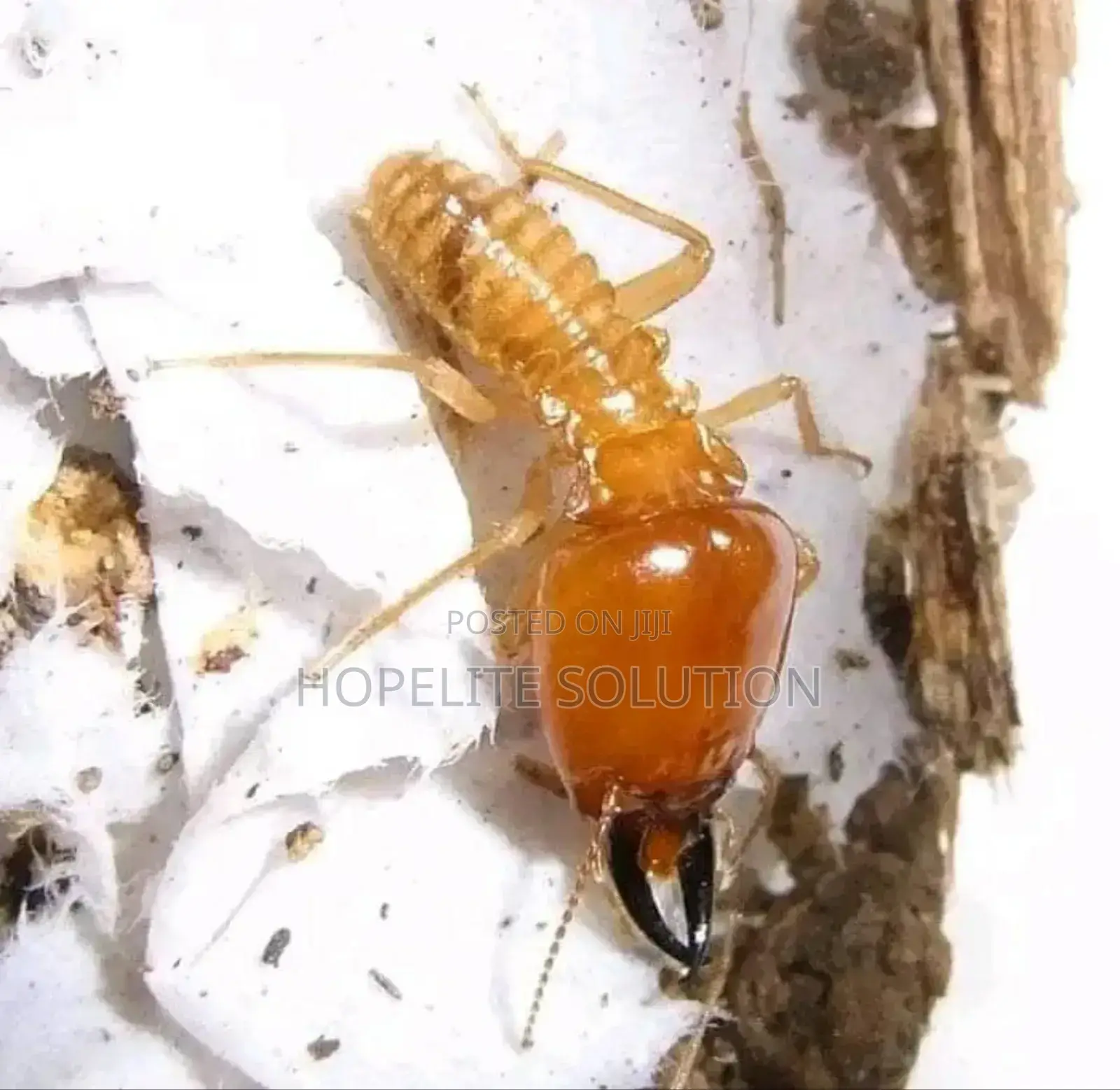 Termites Pest Control