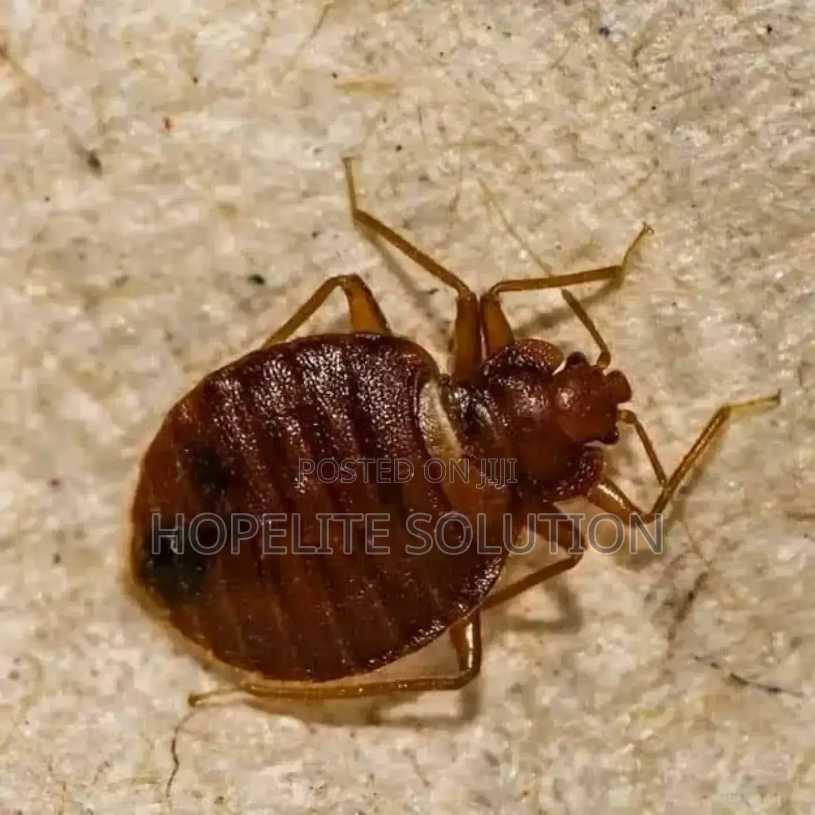 Bedbugs Fumigation