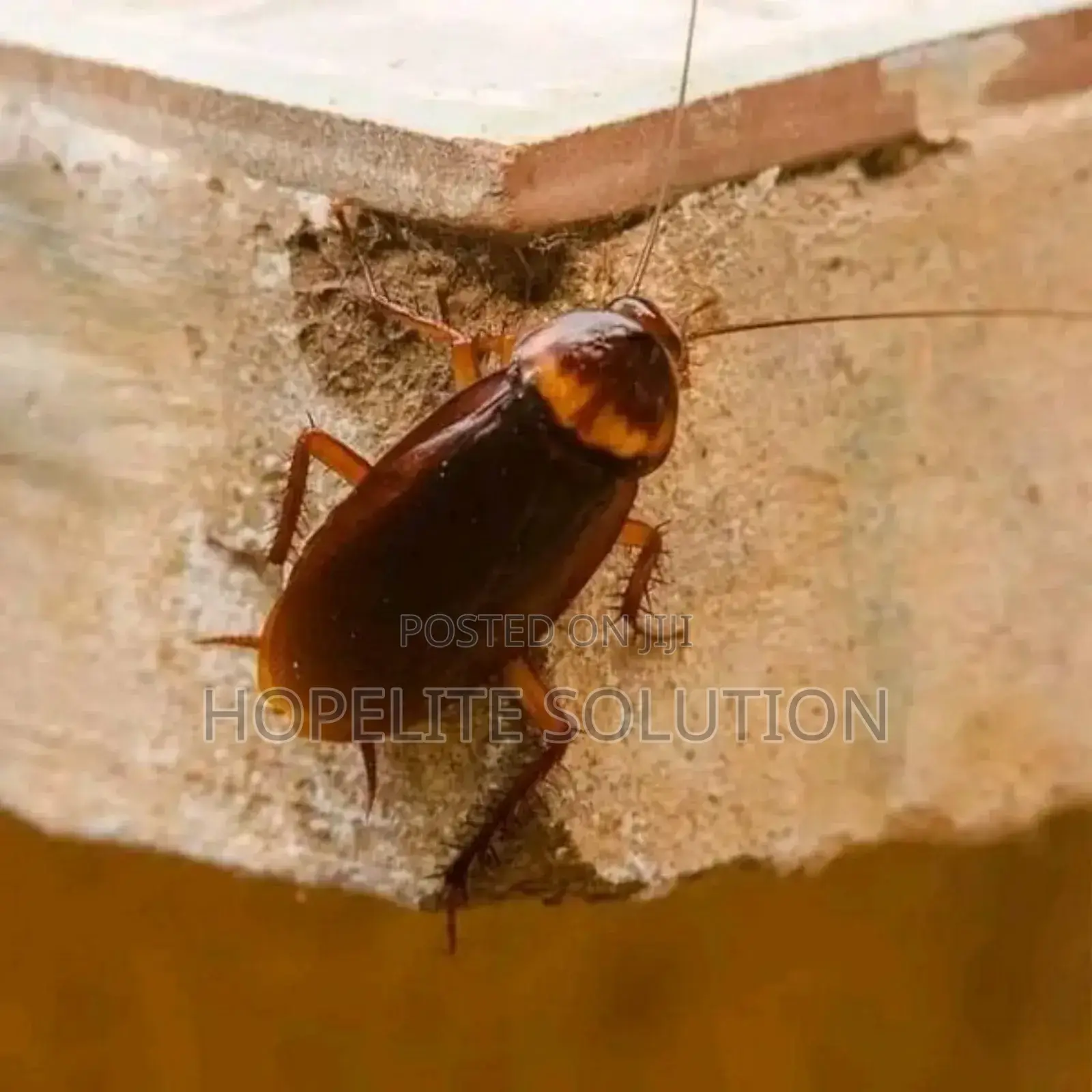 Cockroaches Extermination