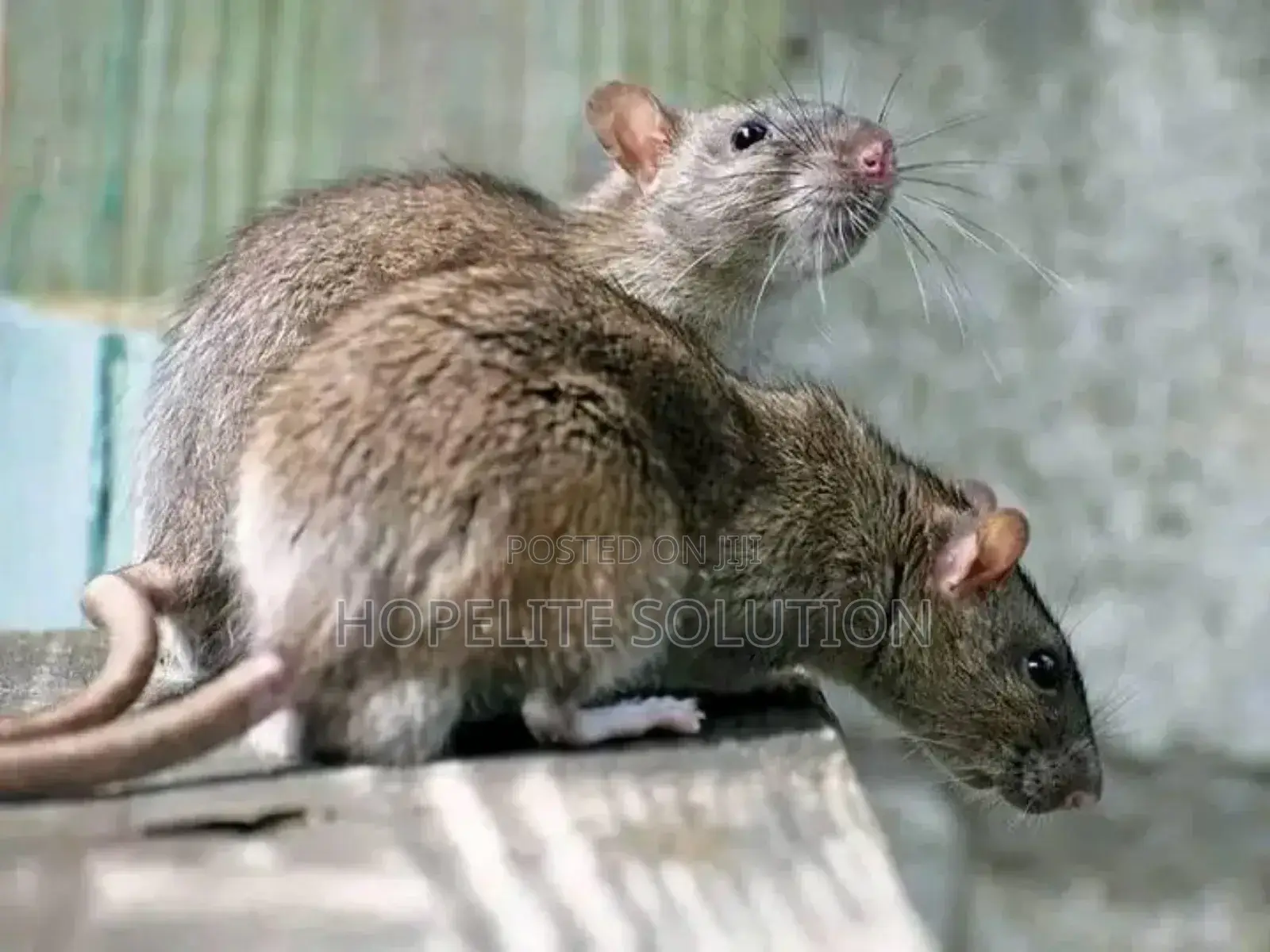 Rats and Mouse Pest Control Services