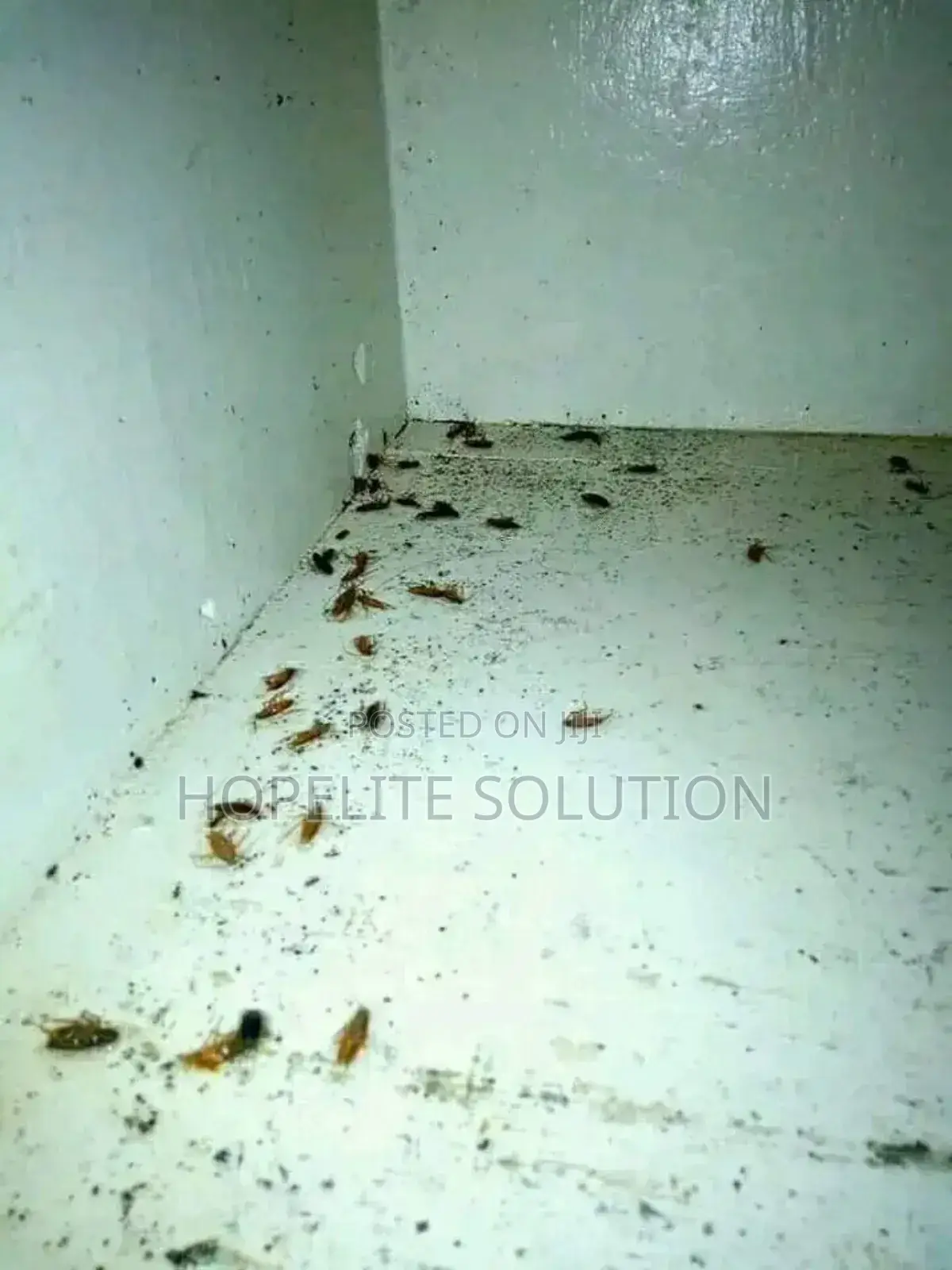 Night Time Cockroaches Extermination