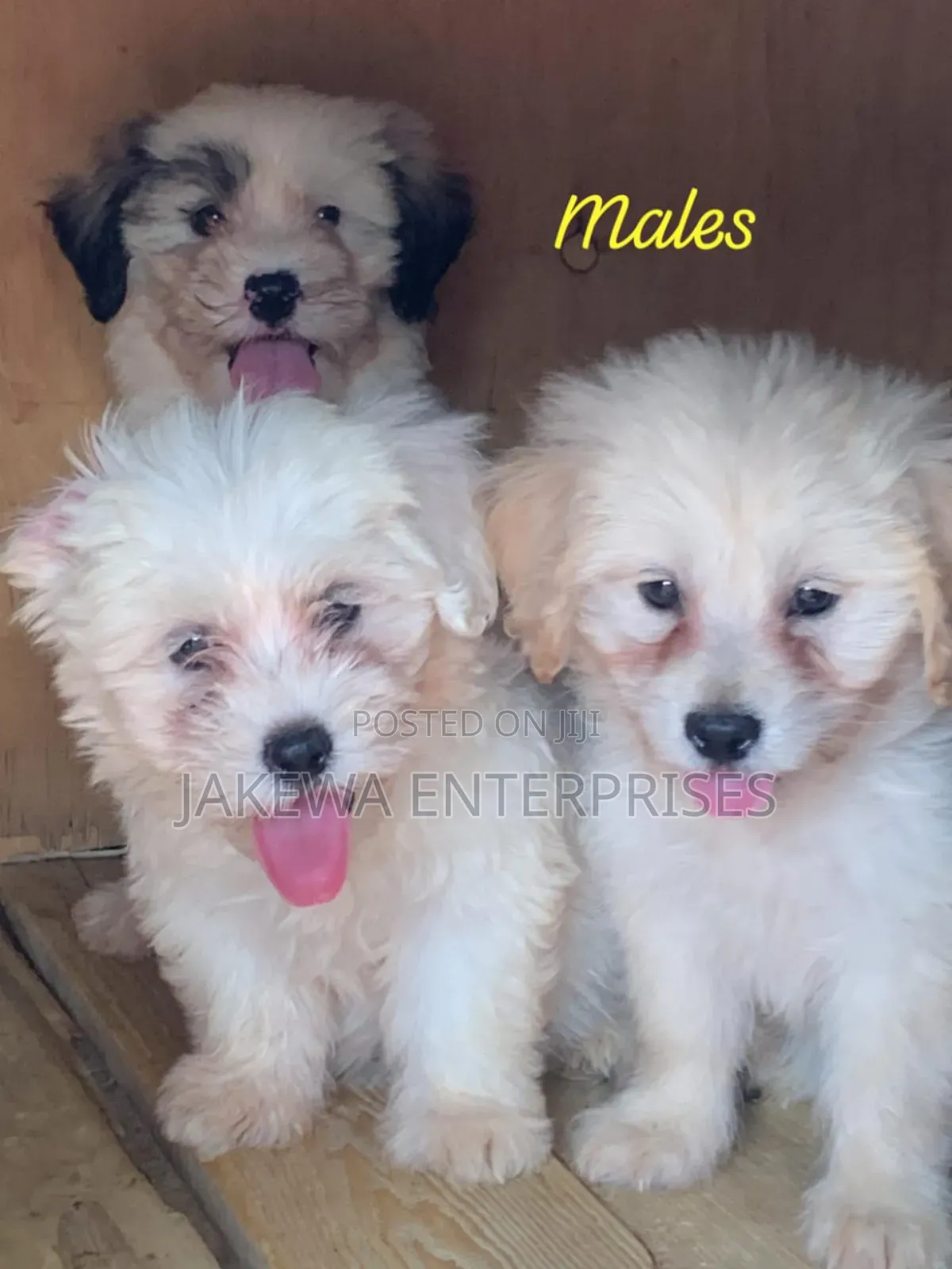 1-3 months Male Purebred Havanese