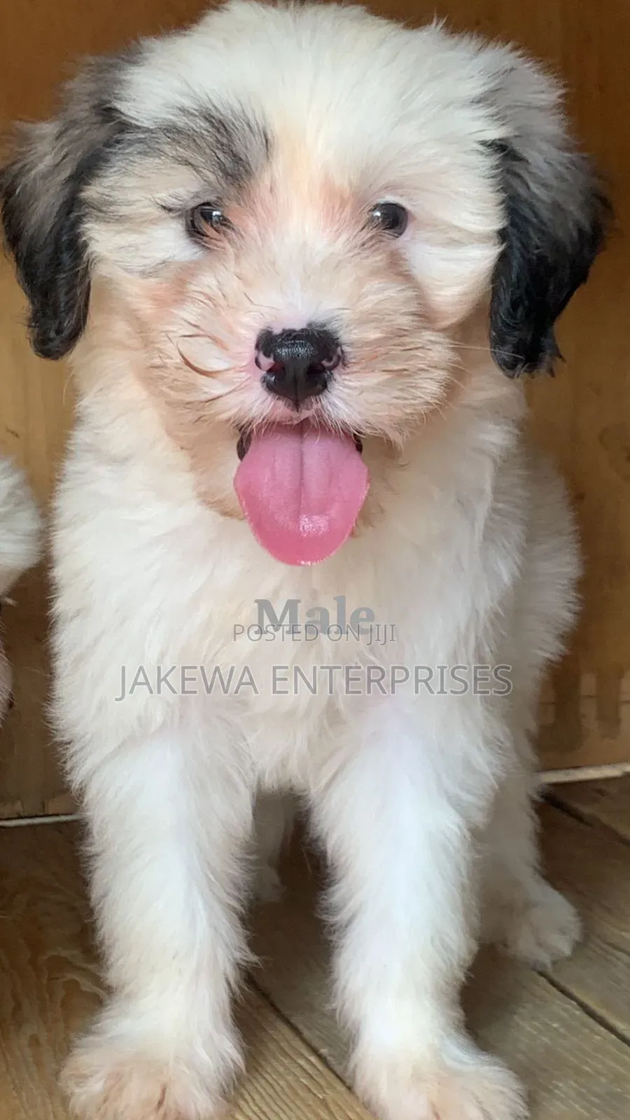 1-3 months Male Purebred Havanese