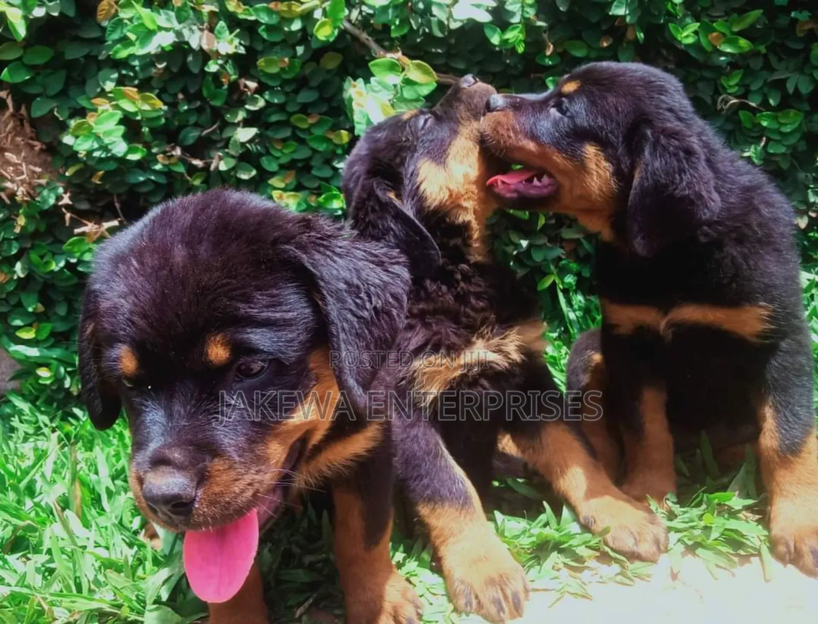 1-3 months Male Purebred Rottweiler