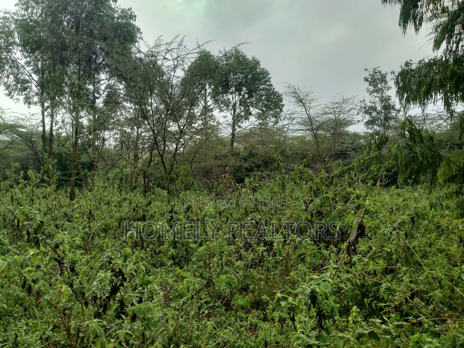Quarter Acre Plot in Ongata Rongai, Acacia Along Merisho Rd