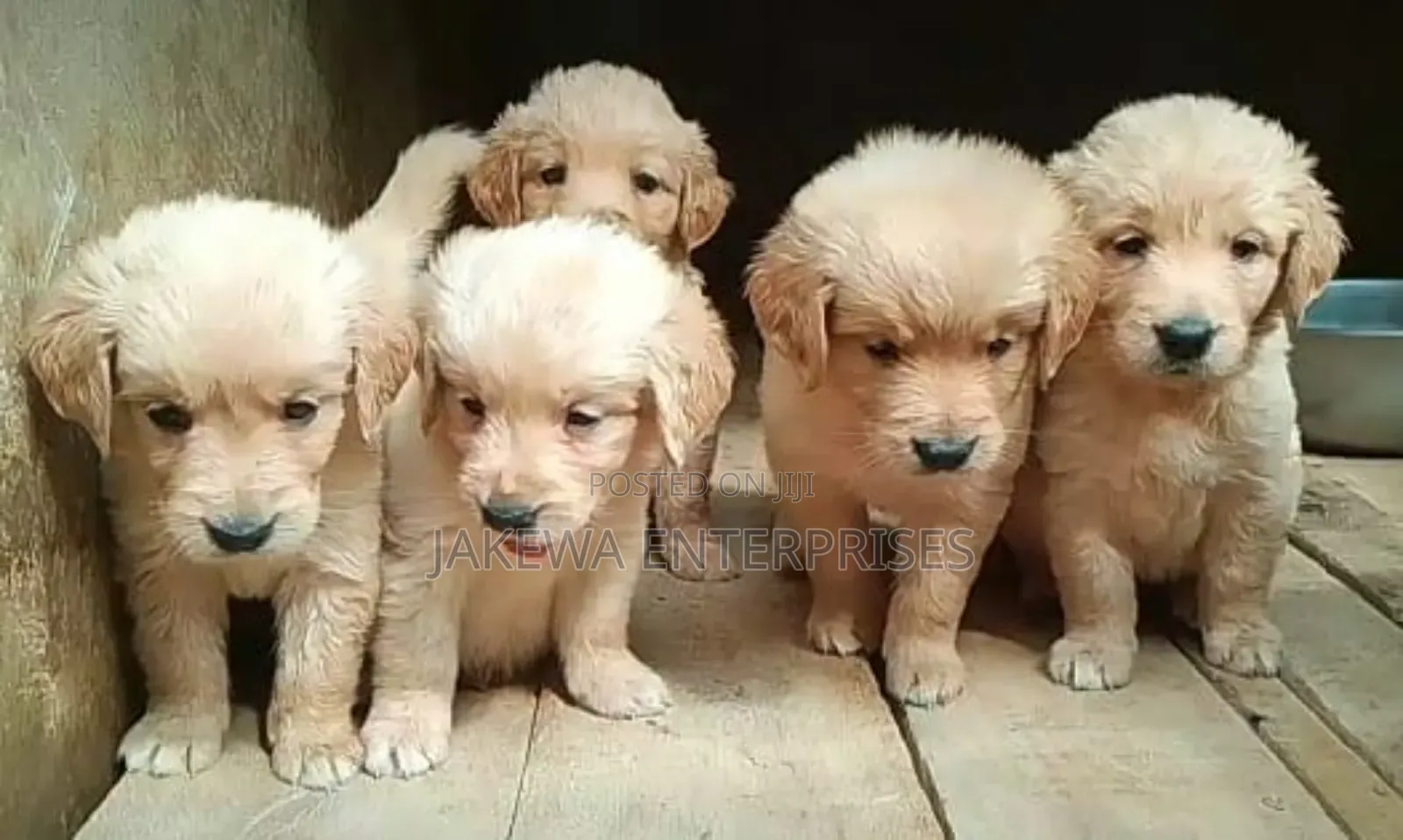 1-3 months Male Purebred Golden Retriever