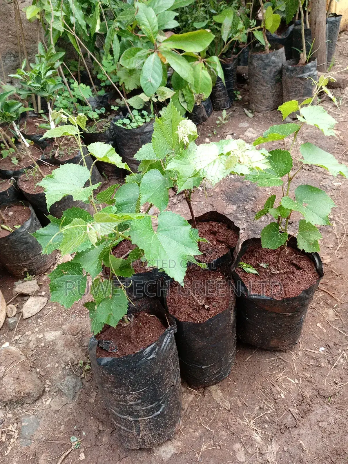 Red Grapes Seedlings