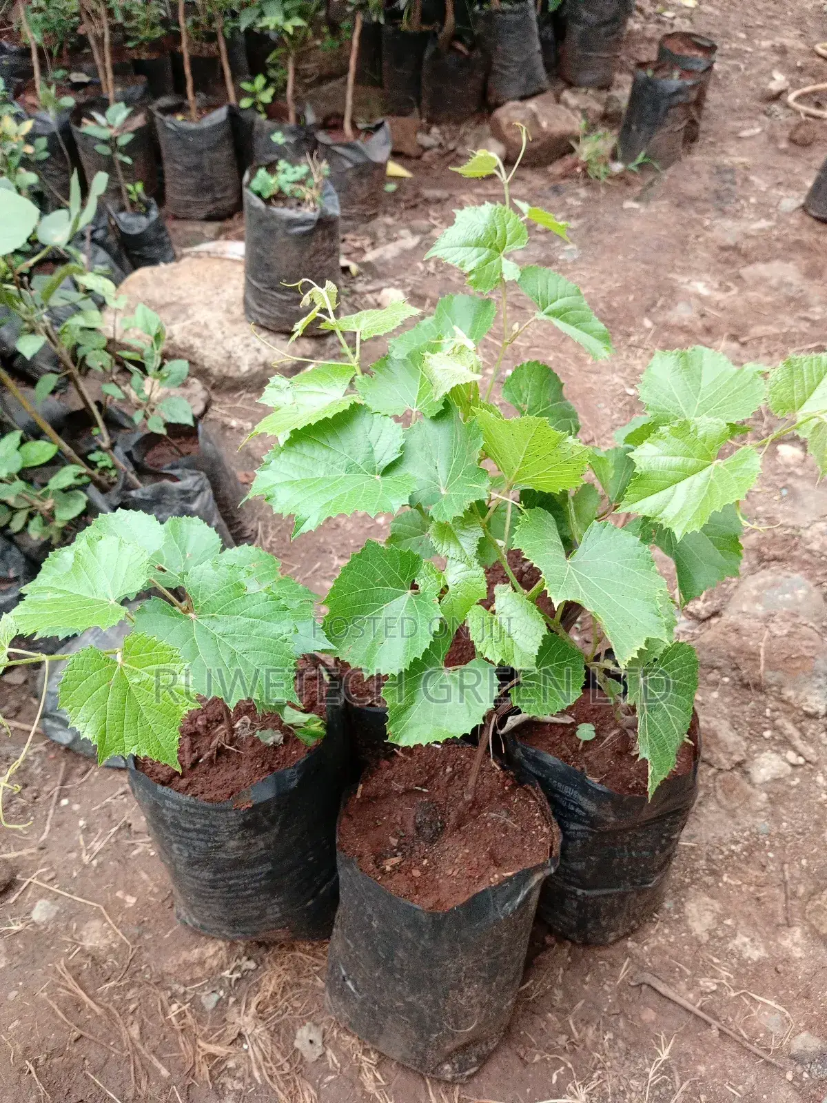 Red Grapes Seedlings