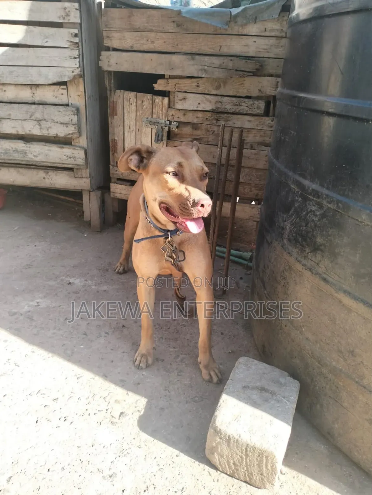1+ year Female Purebred American Pit Bull Terrier