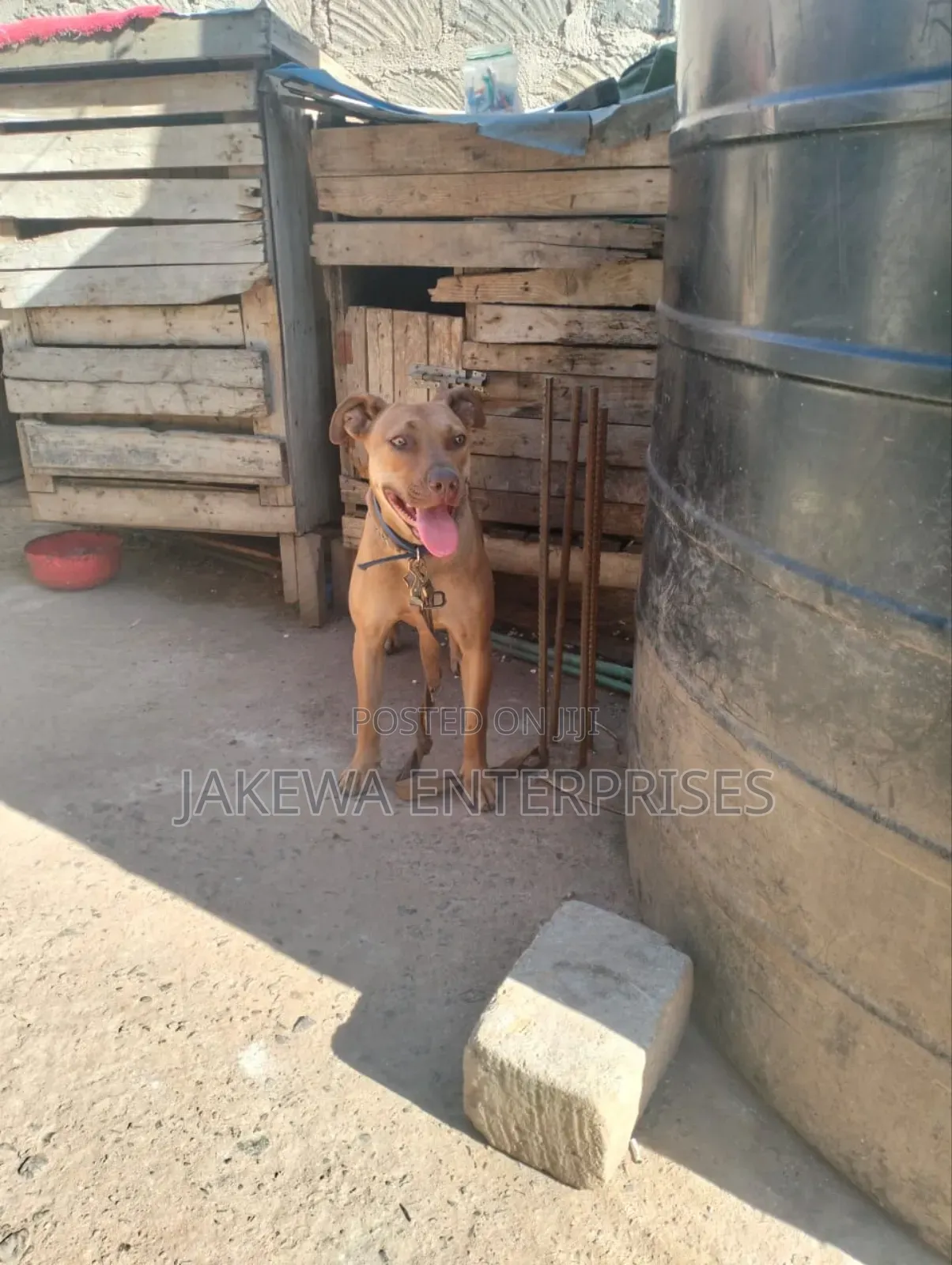 1+ year Female Purebred American Pit Bull Terrier