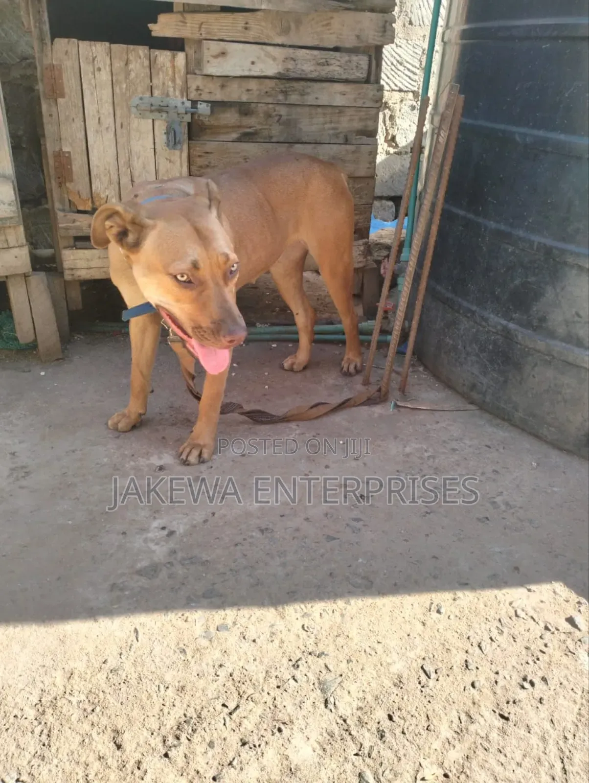 1+ year Female Purebred American Pit Bull Terrier