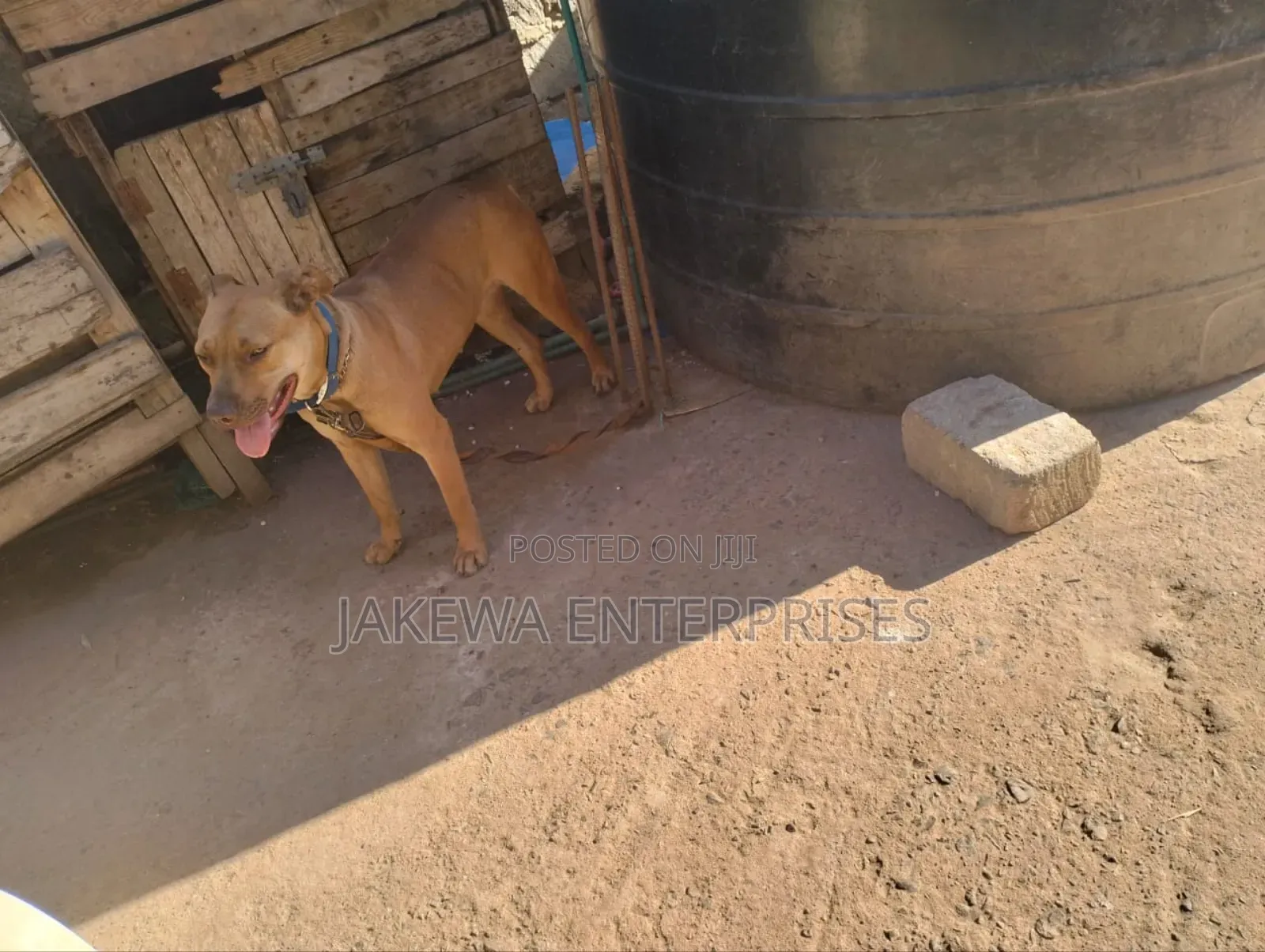 1+ year Female Purebred American Pit Bull Terrier