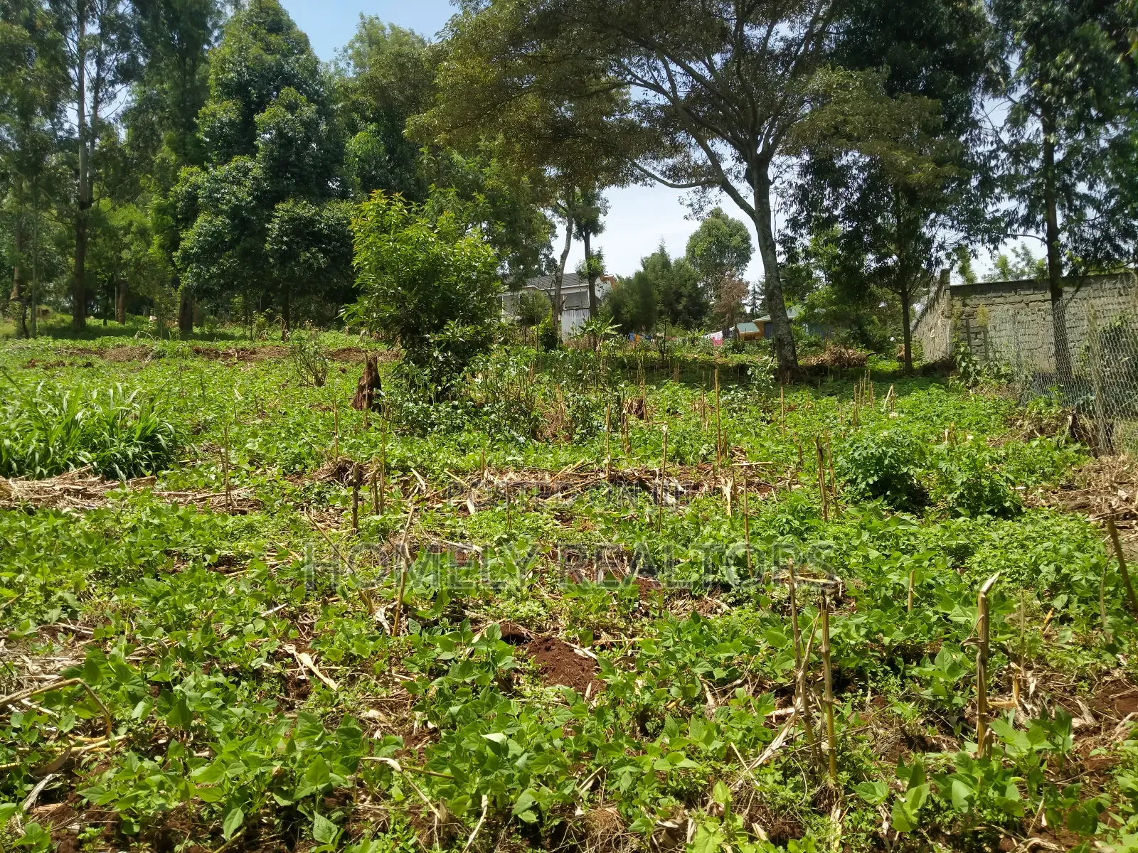 Quarter Acre Plot in Bondeni, Ngong Along Masai Rd. Red Soil