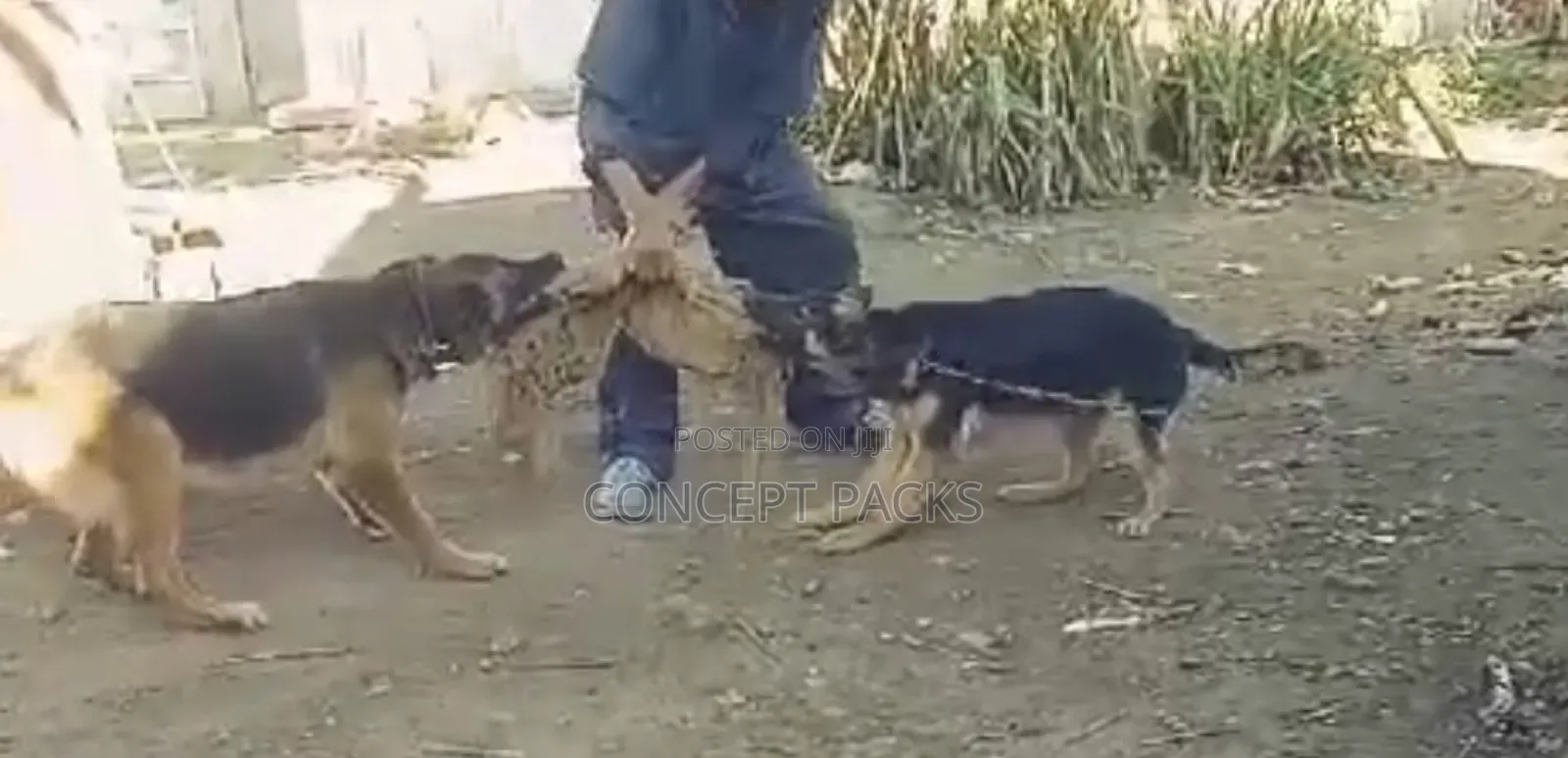 Dog Trainer.