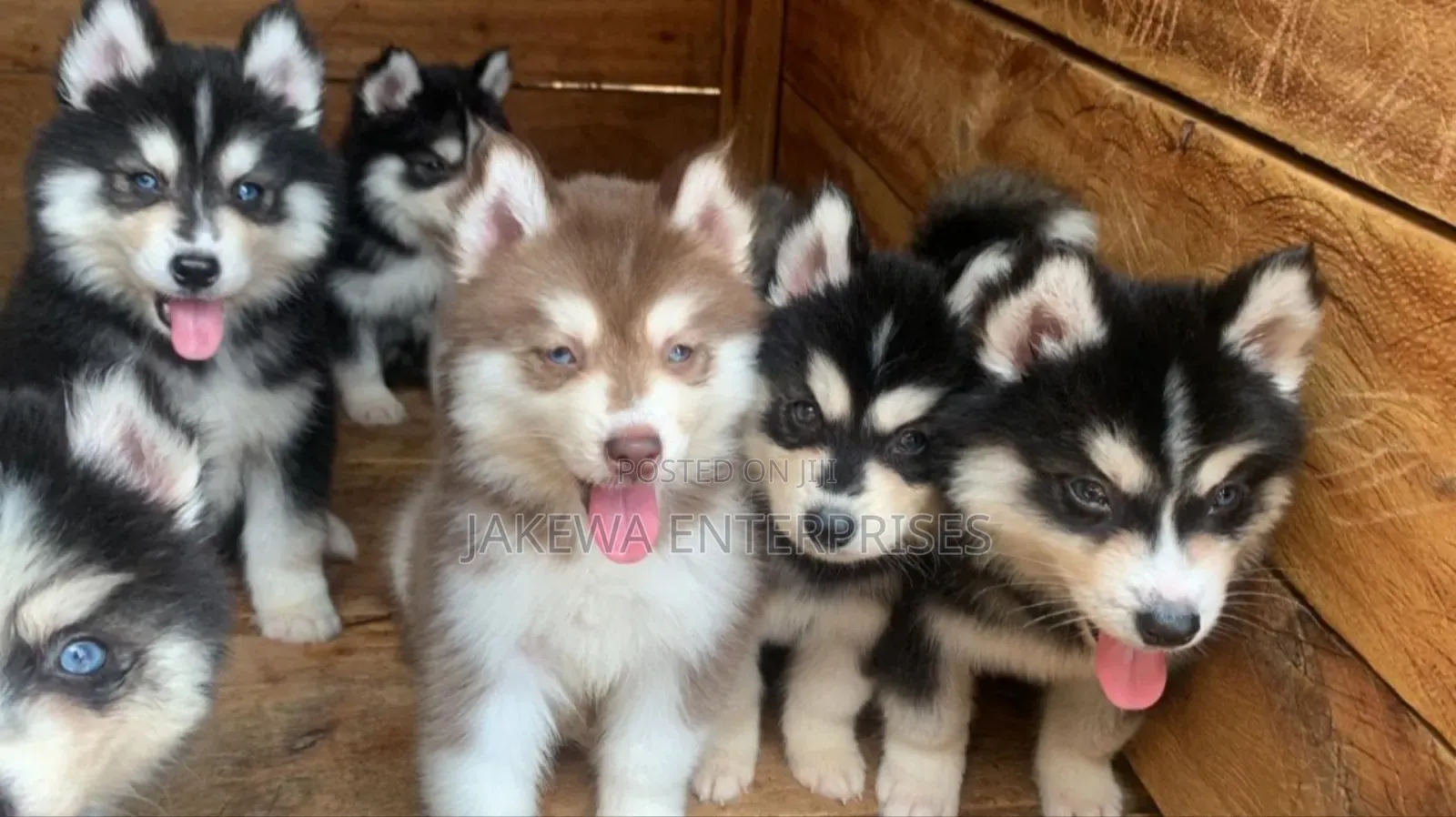 1-3 months Male Purebred Siberian Husky