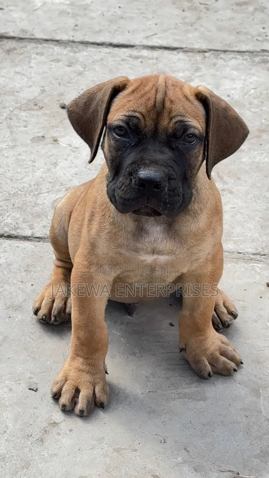 1-3 months Male Purebred Boerboel