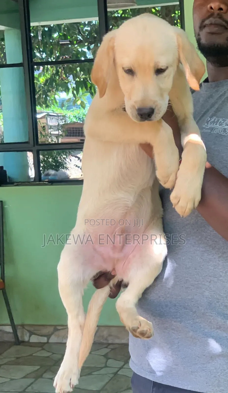 1-3 months Male Purebred Labrador Retriever