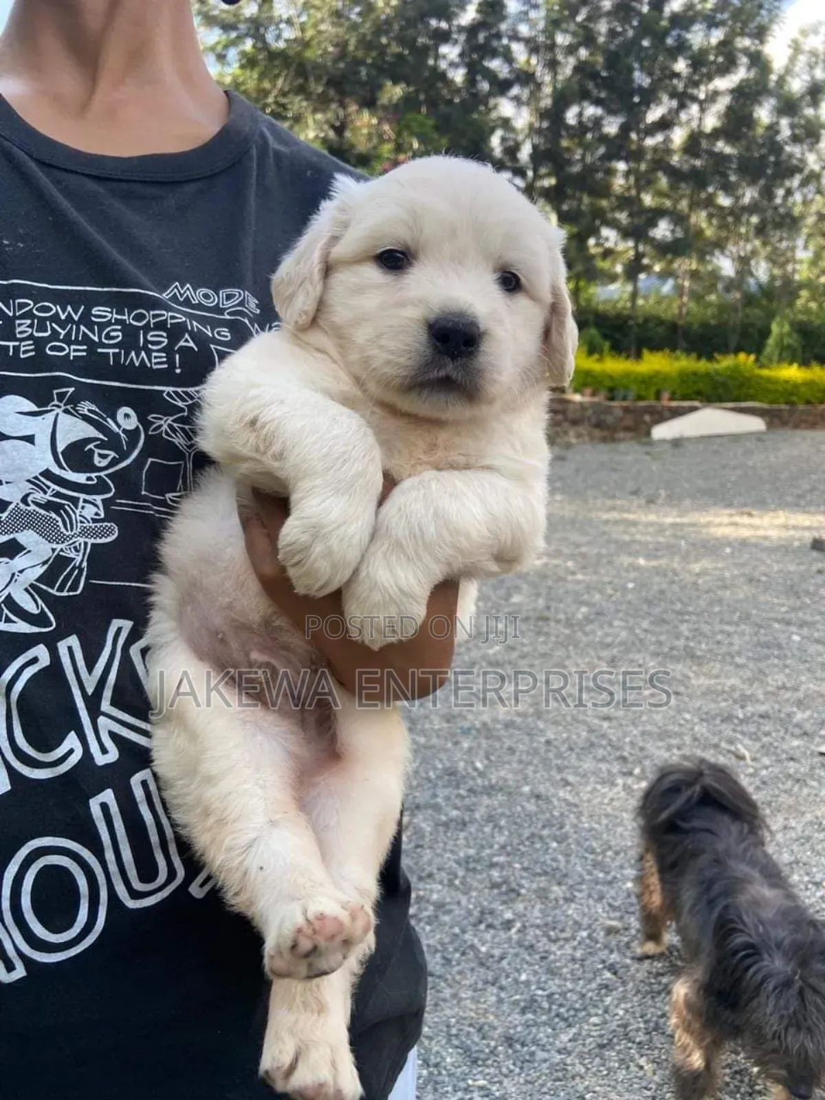 1-3 months Male Purebred Golden Retriever