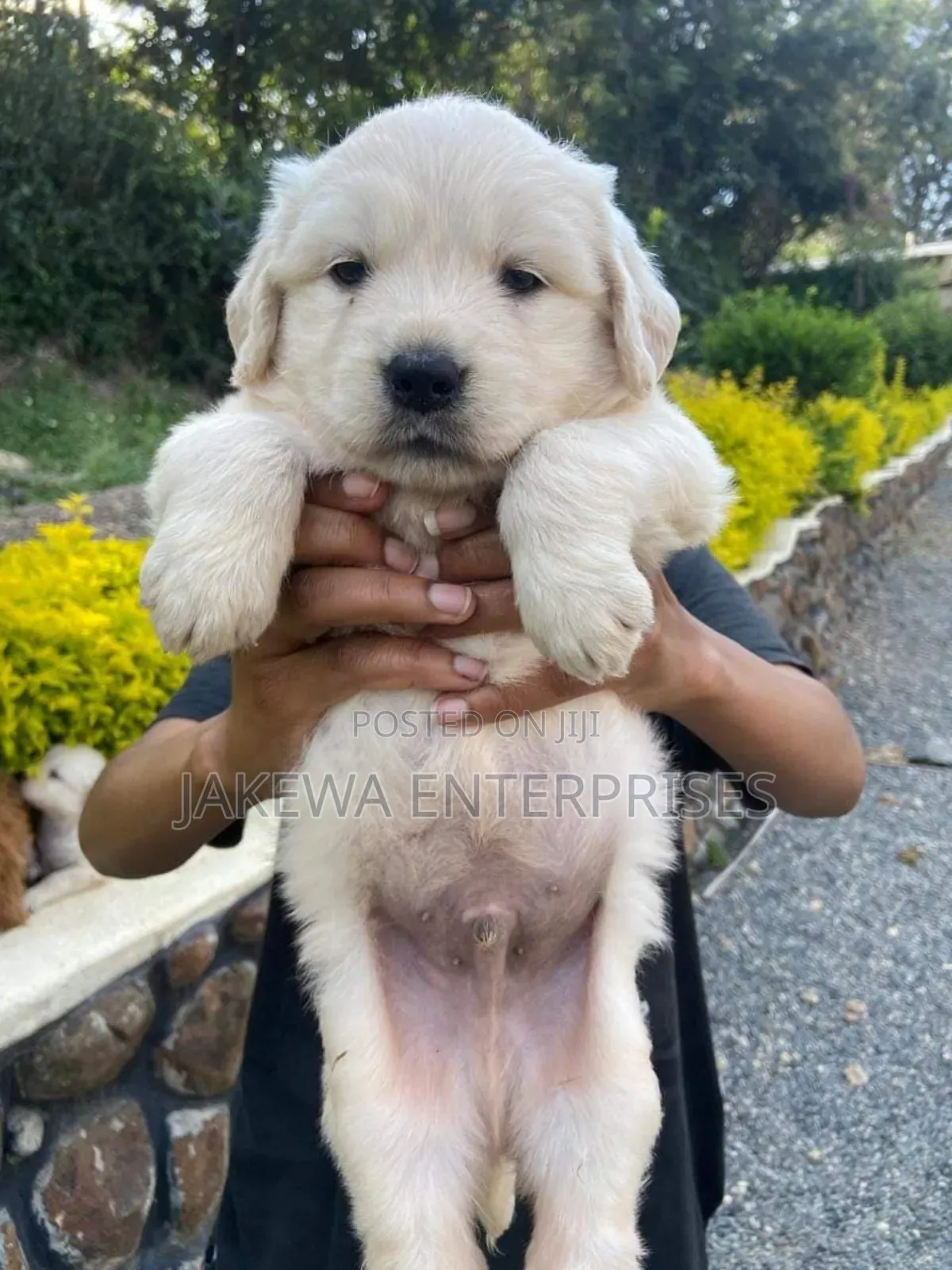 1-3 months Male Purebred Golden Retriever