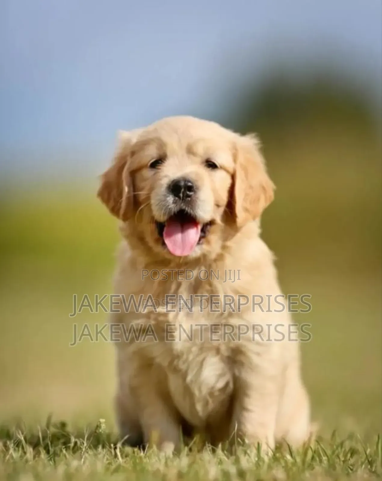 1-3 months Male Purebred Golden Retriever