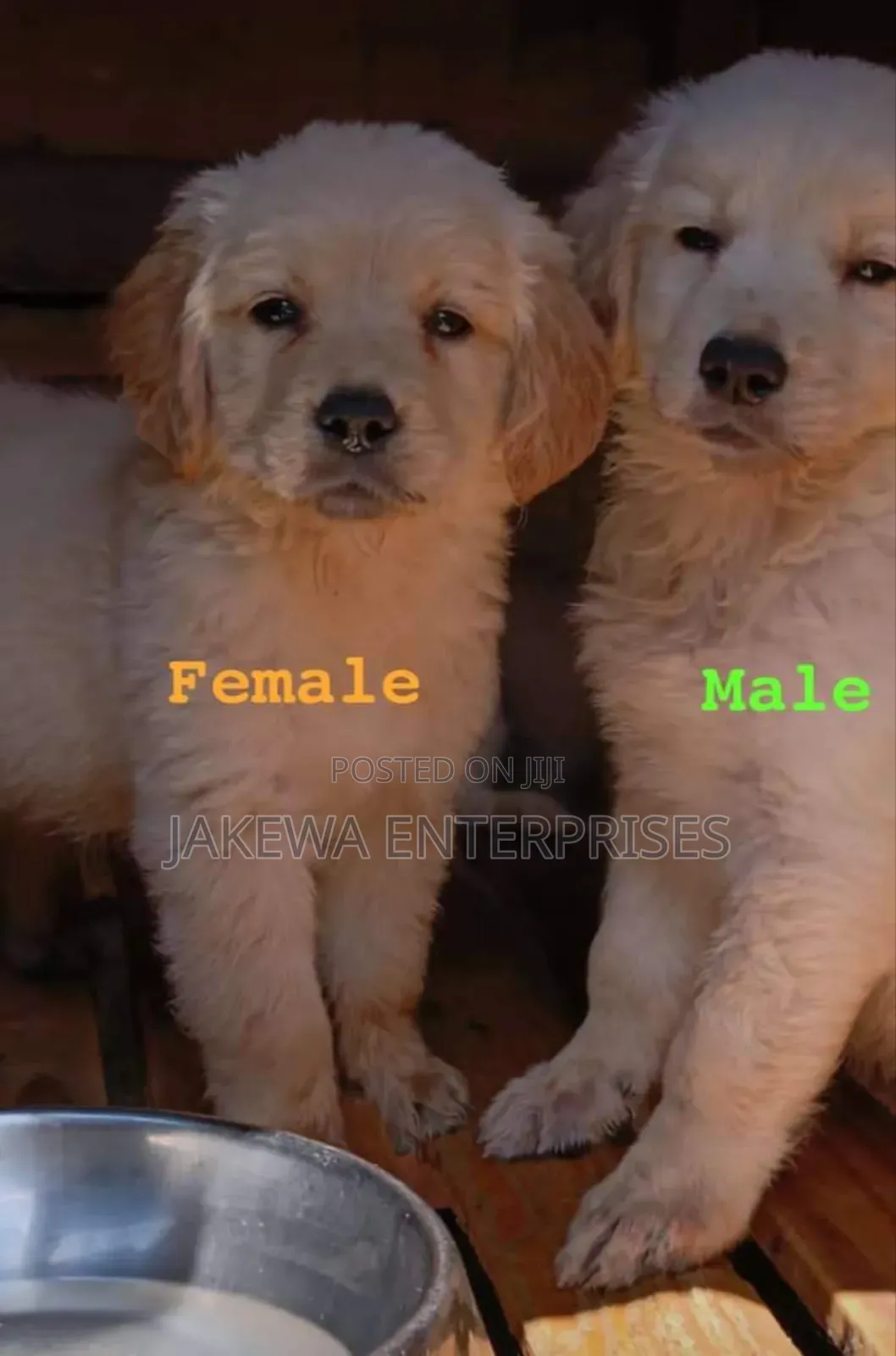 1-3 months Female Purebred Golden Retriever