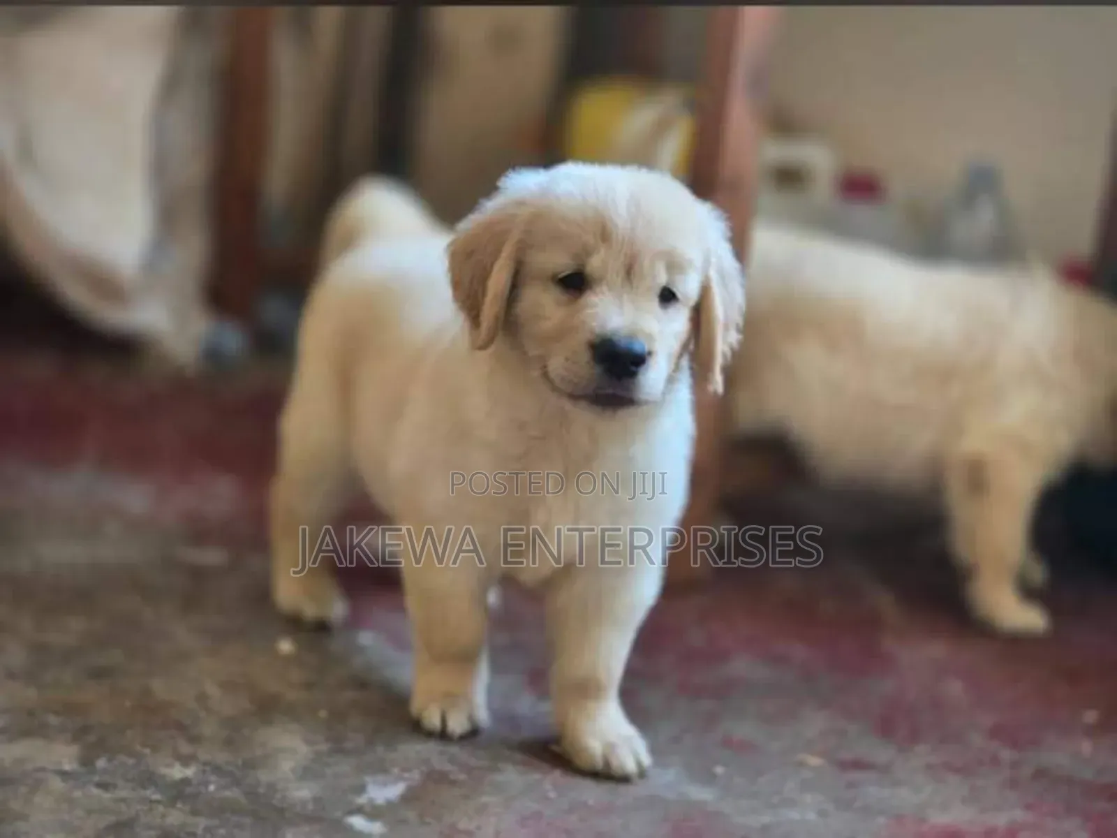 1-3 months Male Purebred Golden Retriever