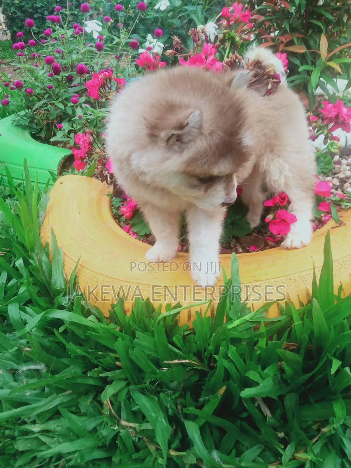 1-3 months Male Purebred Siberian Husky