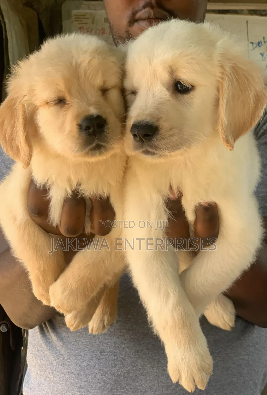 1-3 months Female Purebred Golden Retriever