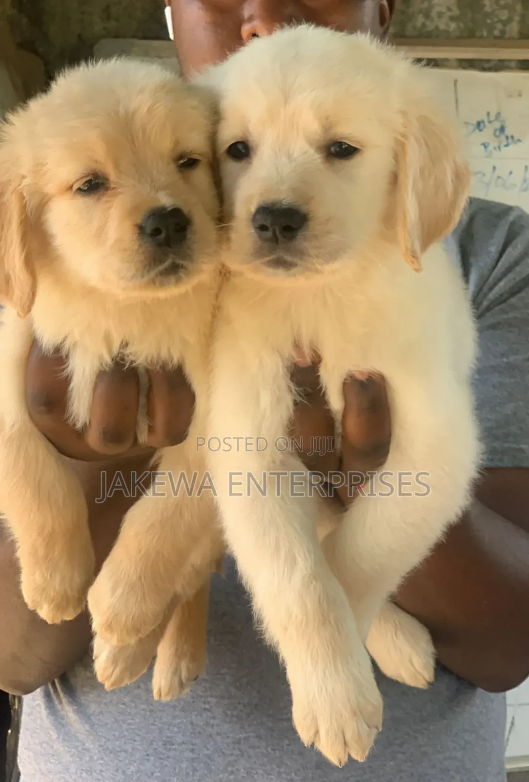 1-3 months Male Purebred Golden Retriever