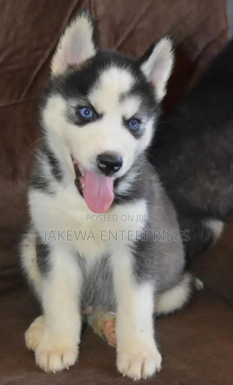1-3 months Male Purebred Siberian Husky