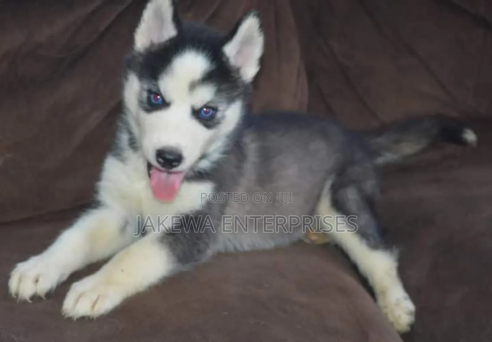 1-3 months Male Purebred Siberian Husky